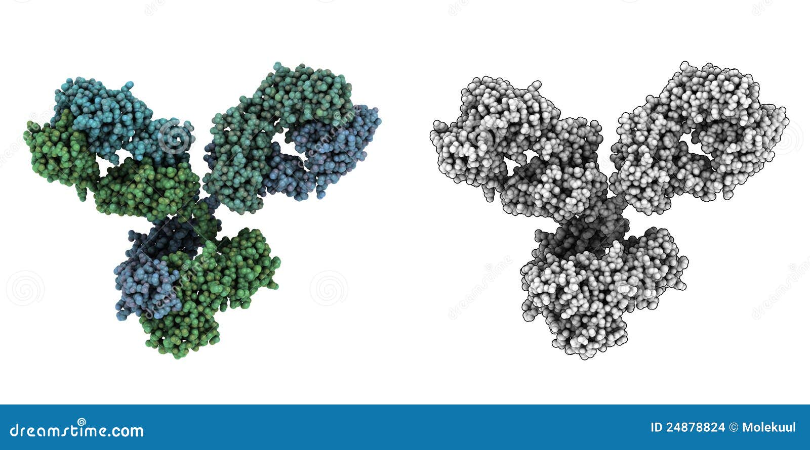 immunoglobulin g (igg1, antibody) molecule