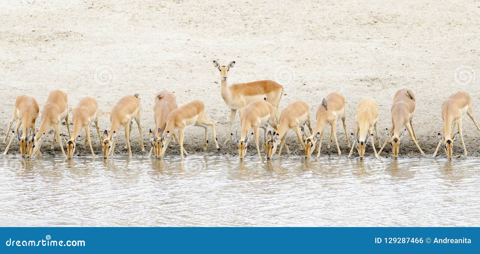 impala aepyceros melampus herd drinking at waterhole