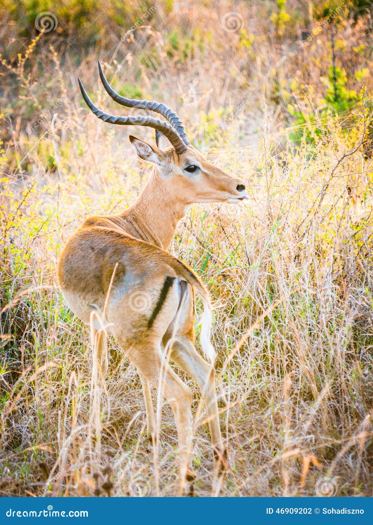 Impala stock photo. Image of travel, animal, aepyceros 46909202