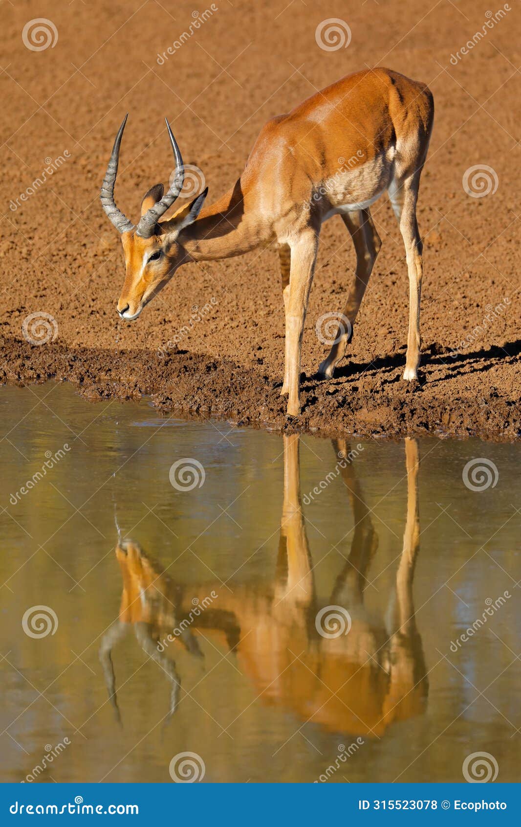male impala antelope drinking at a waterhole, mokala national park, south africa
