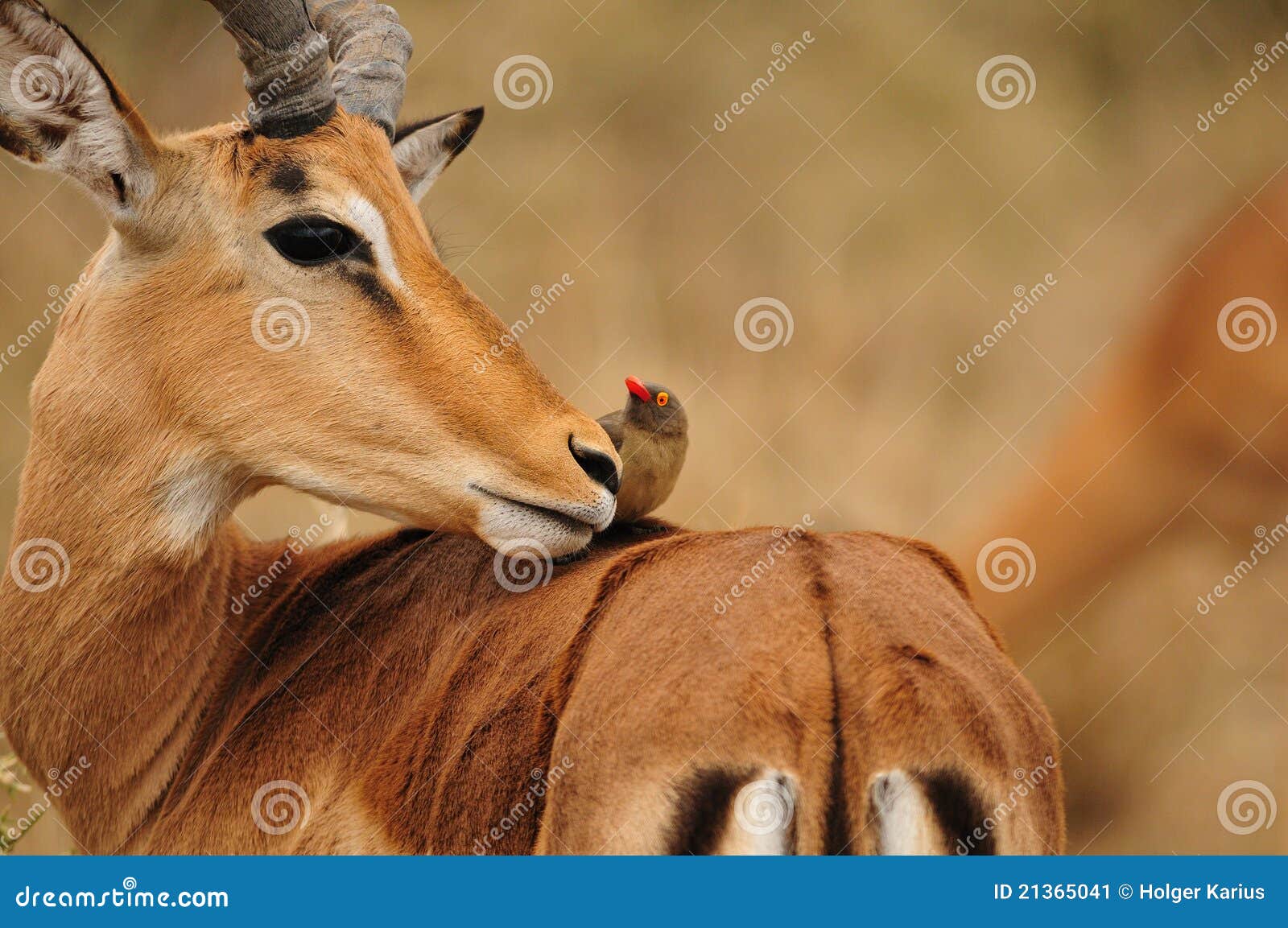 impala antelope and oxpecker