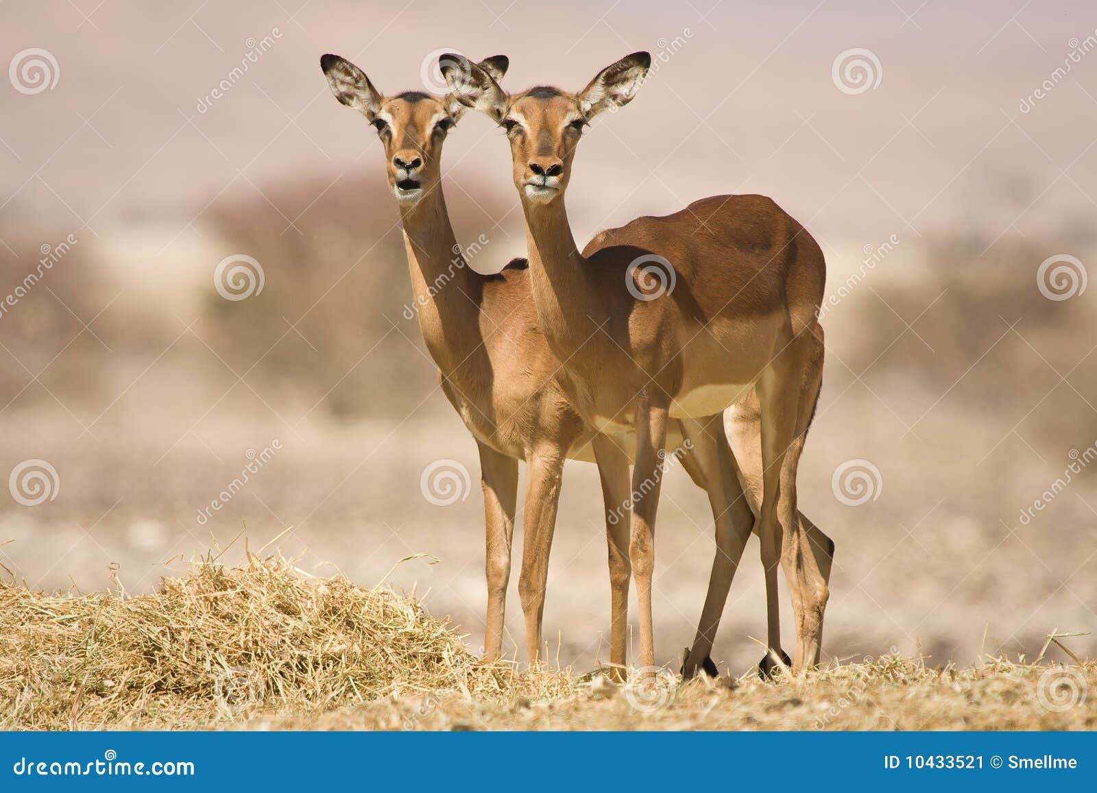 impala antelopes