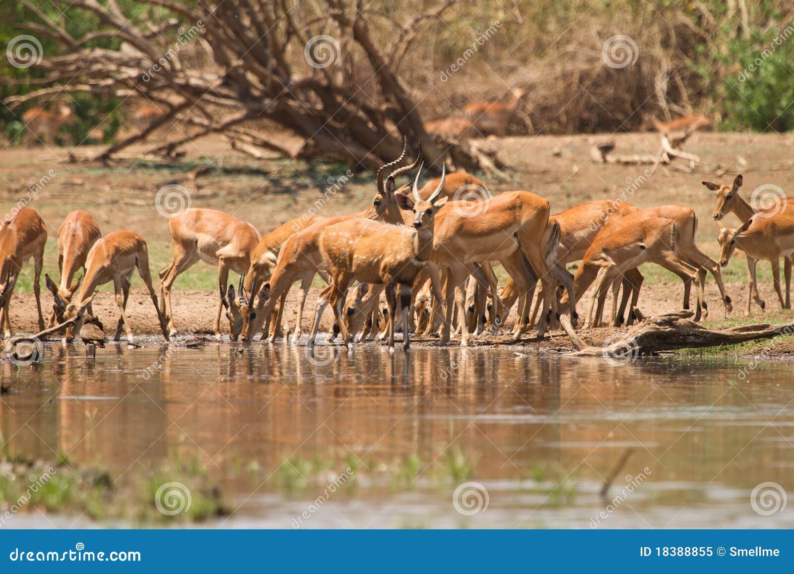 impala antelopes