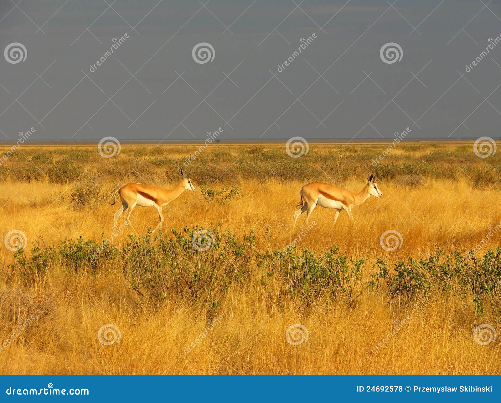 Impala antelopes standing side on in long grass, Etosha Natinal Park, Namibia