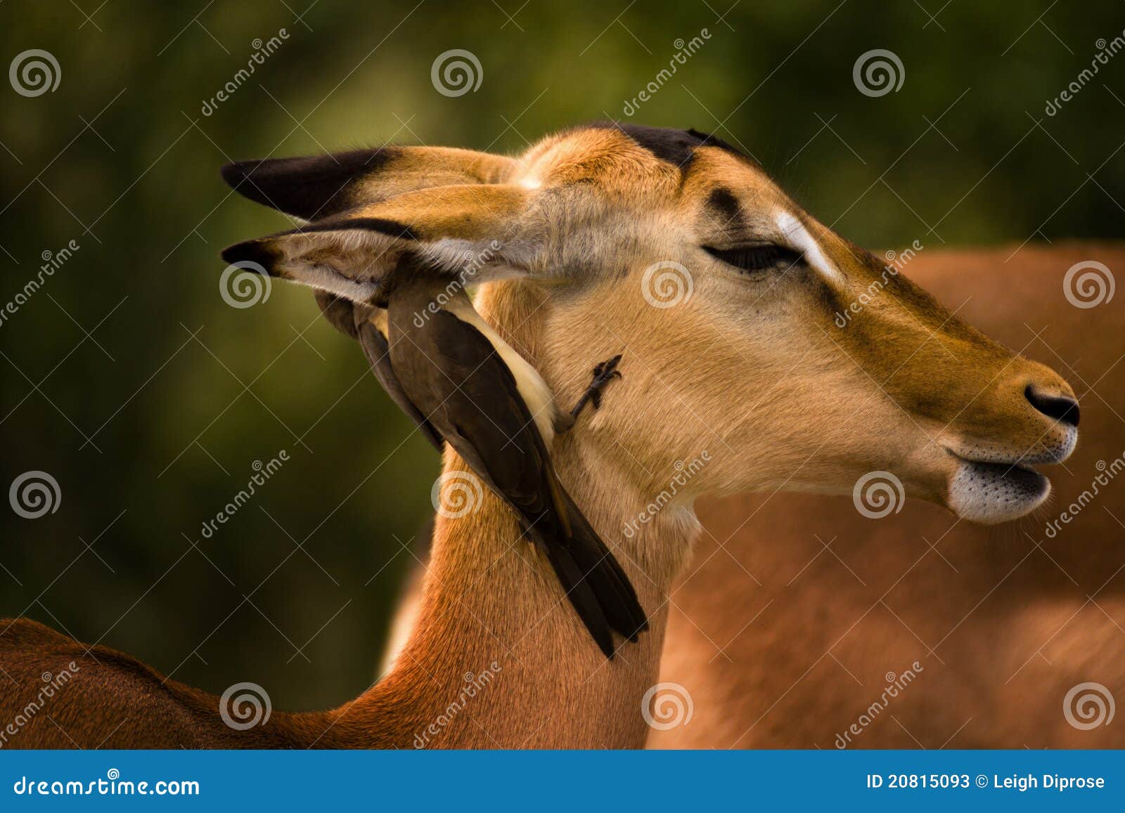 impala with birds