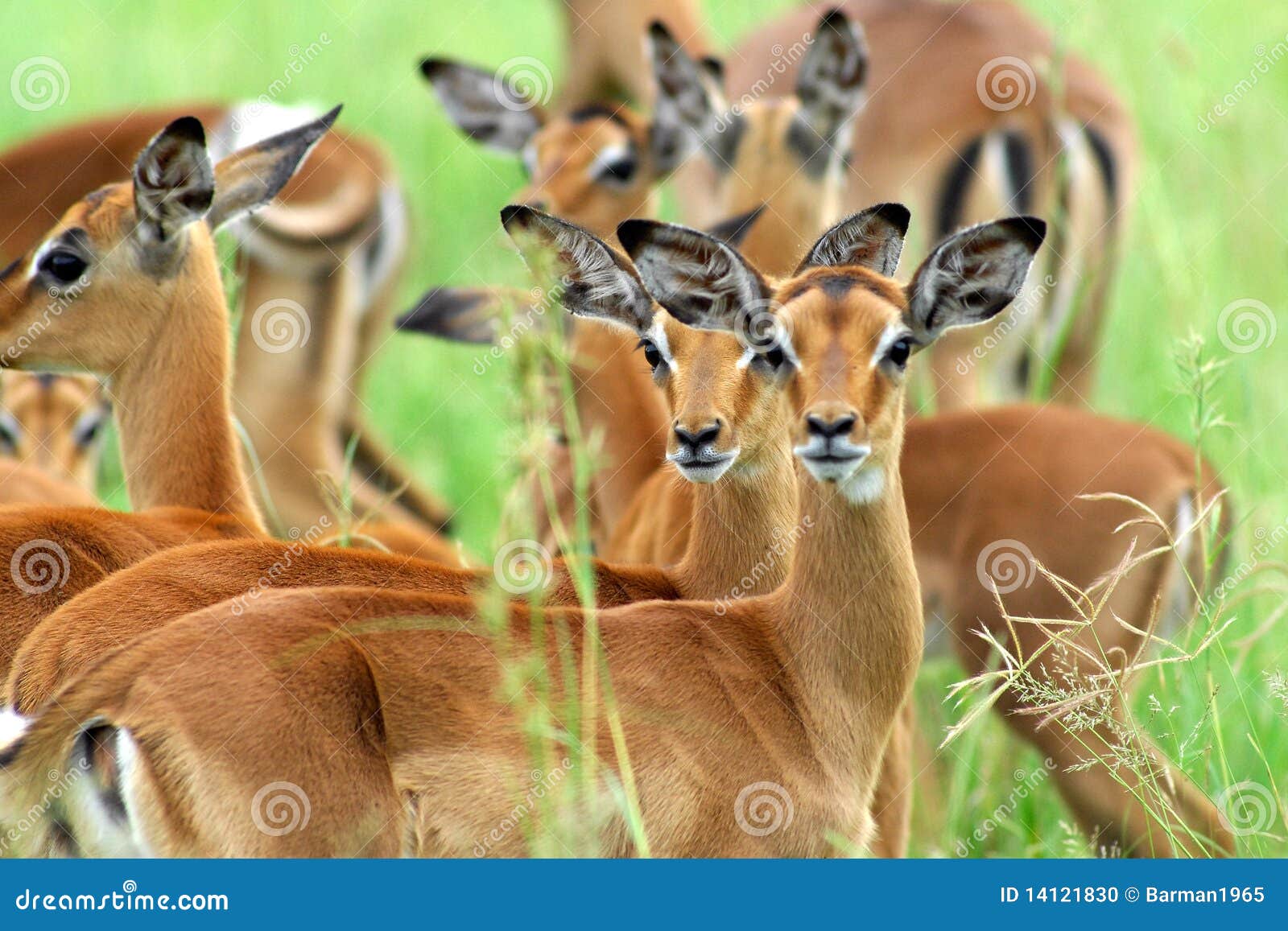 impala breeding herd