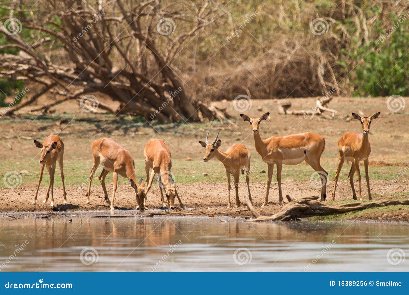 impala gazelle