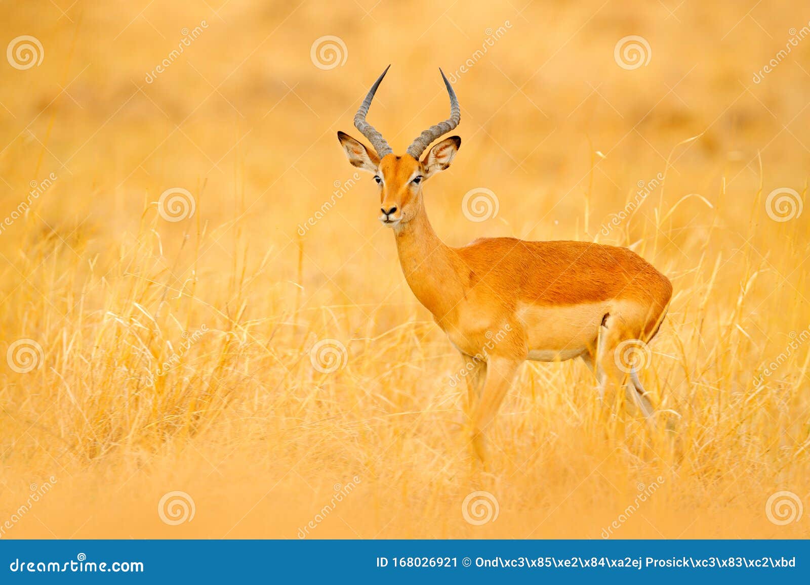 impala in golden grass. beautiful impala in the grass with evening sun. animal in the nature habitat. sunset in africa wildlife.