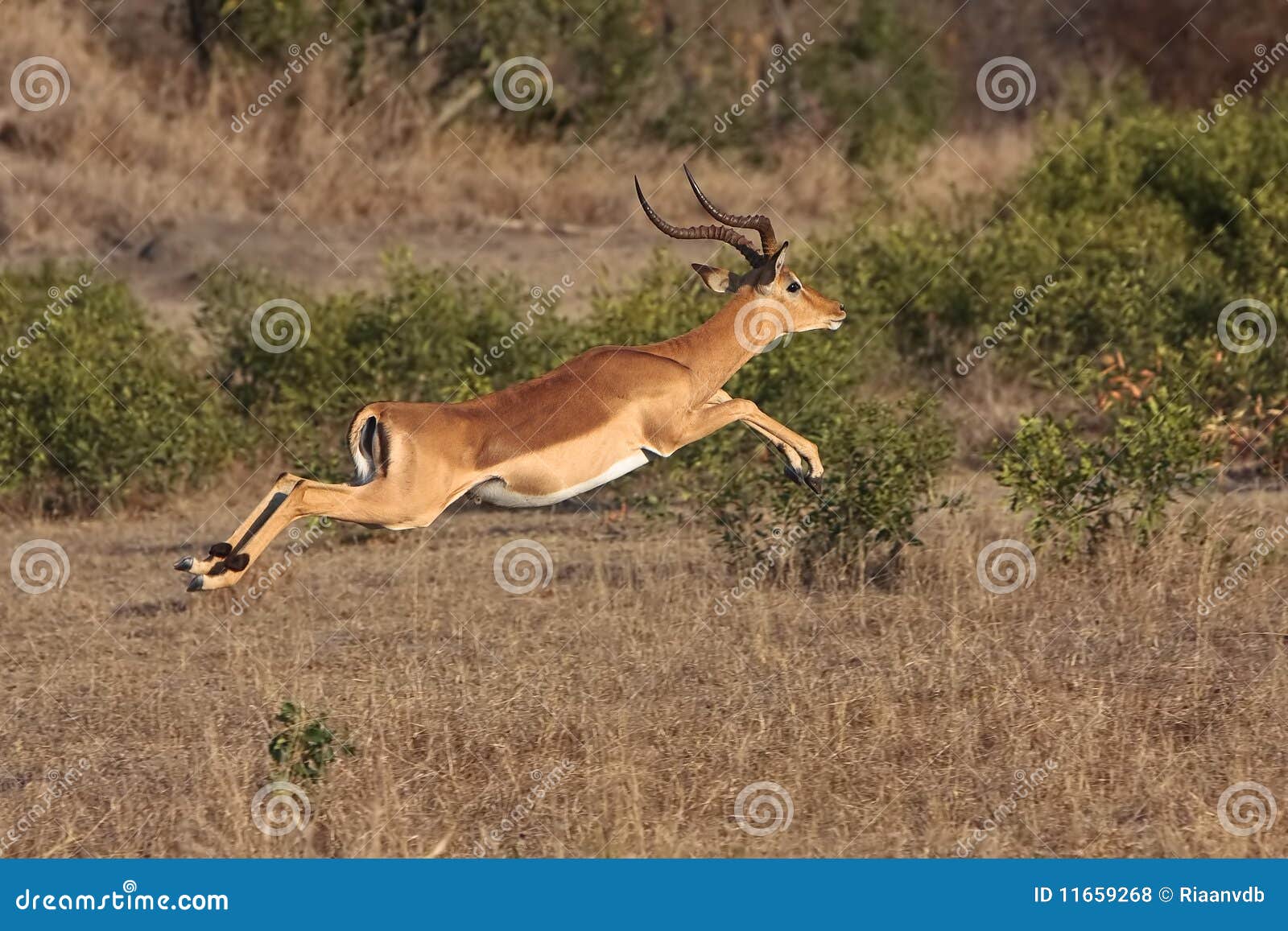 impala jump