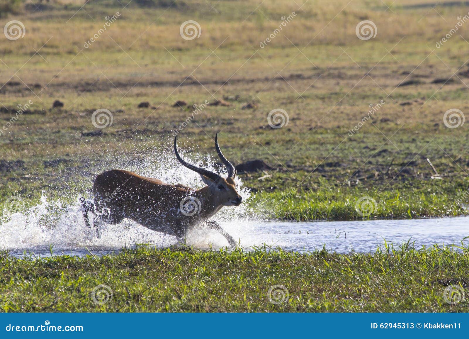 an impala leaps through the water.