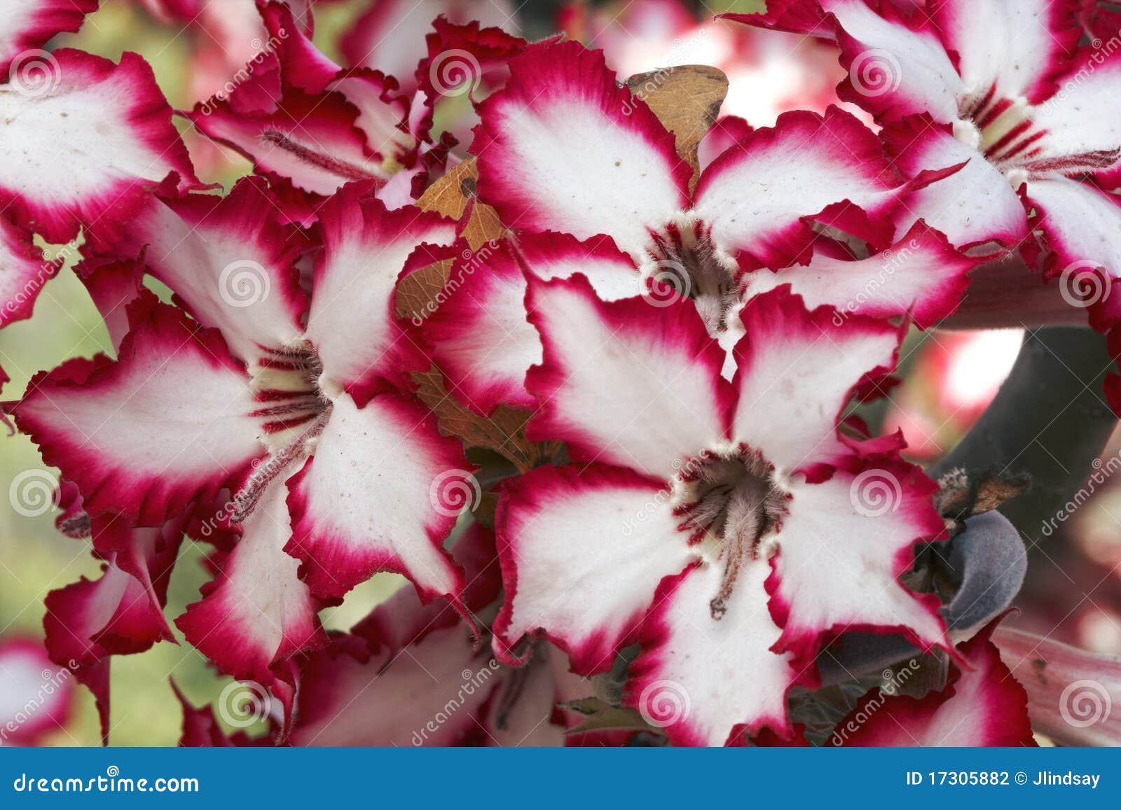 Impala lilies stock photo. Image of mpumalanga, adenium 17305882