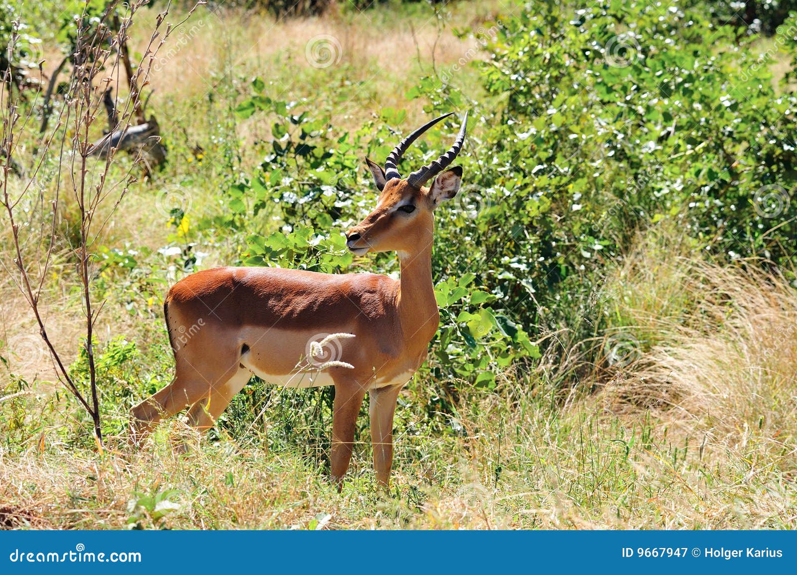 impala male (aepyceros melampus)