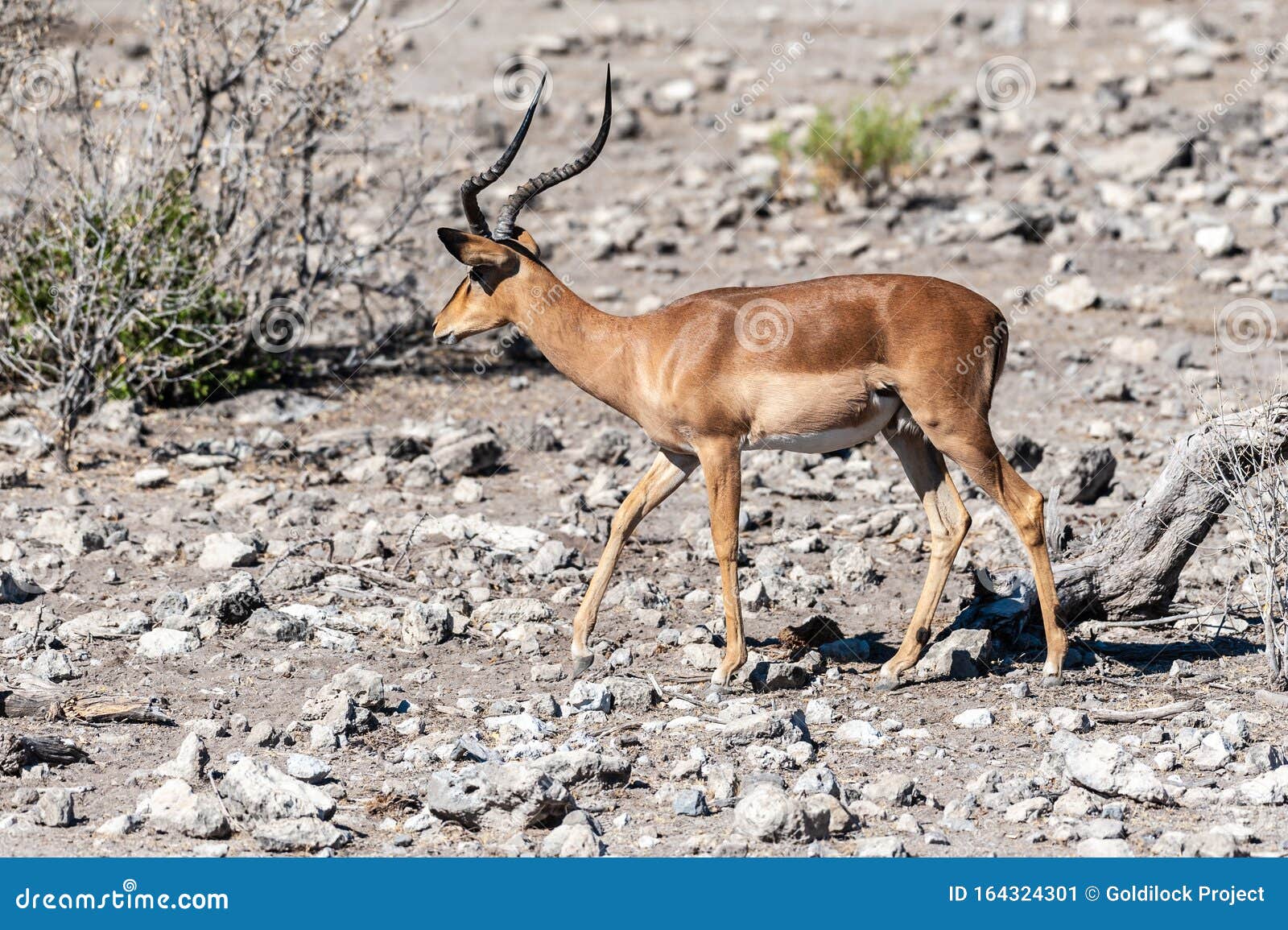 impalas in etosha national park