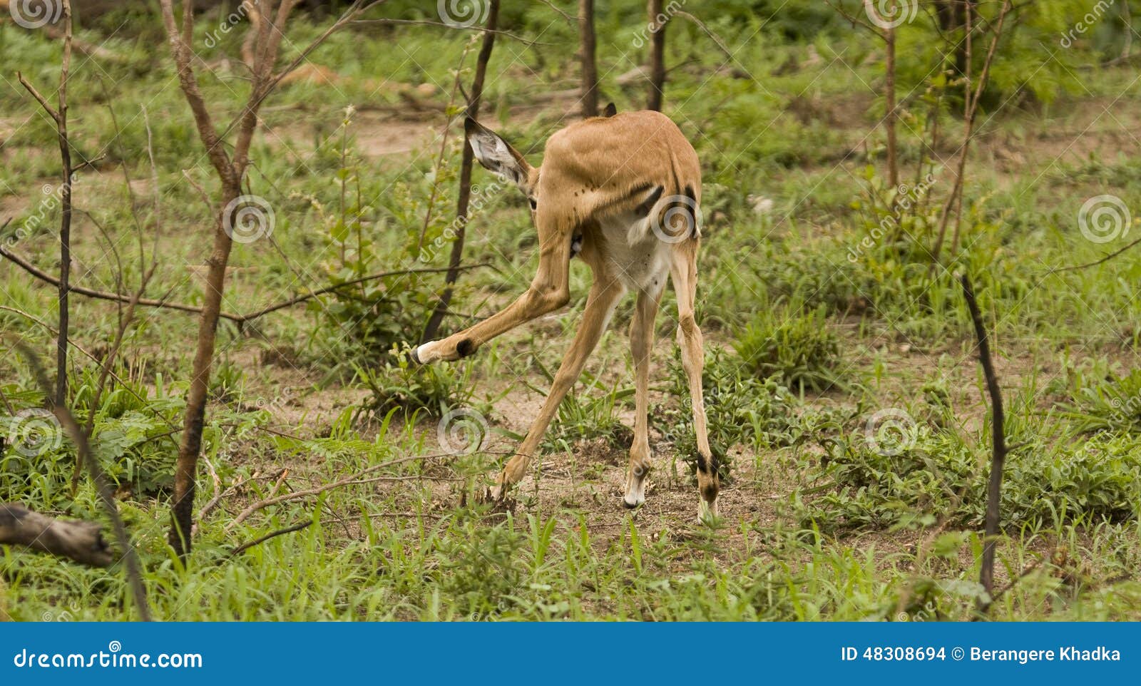 impalas in savannah, kruger bushveld, kruger national park, south africa