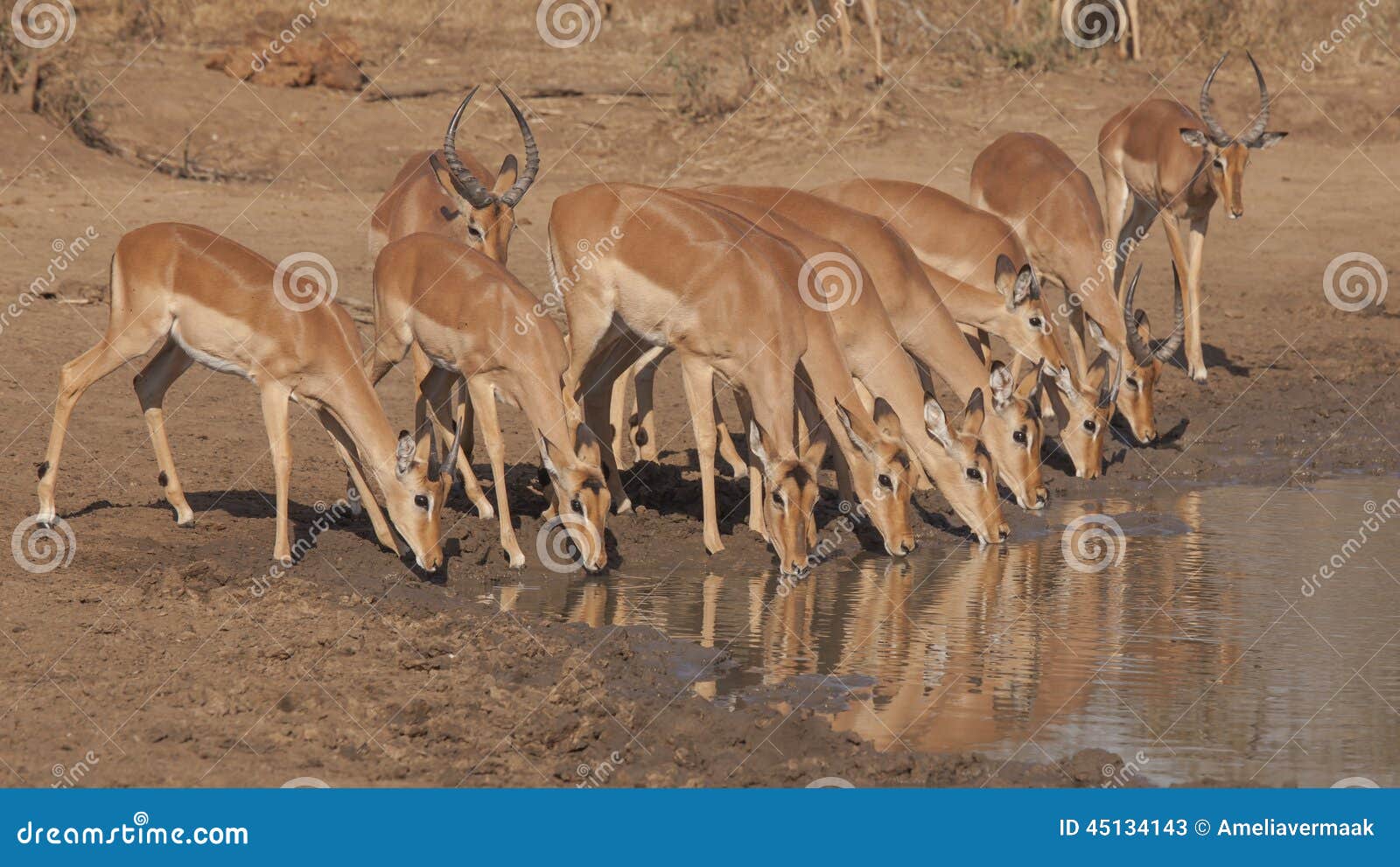 impalas at waterhole