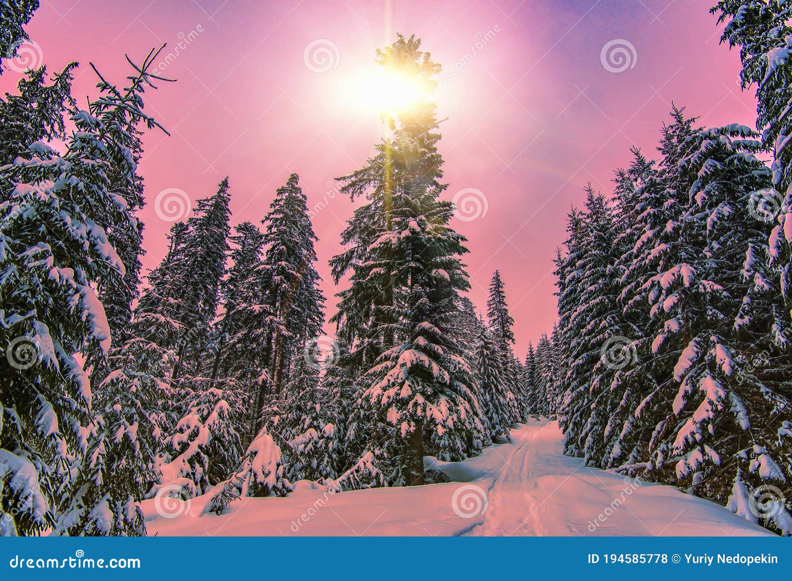 Impassable Snowy Winter Forest Road with Firs Stock Photo - Image of ...