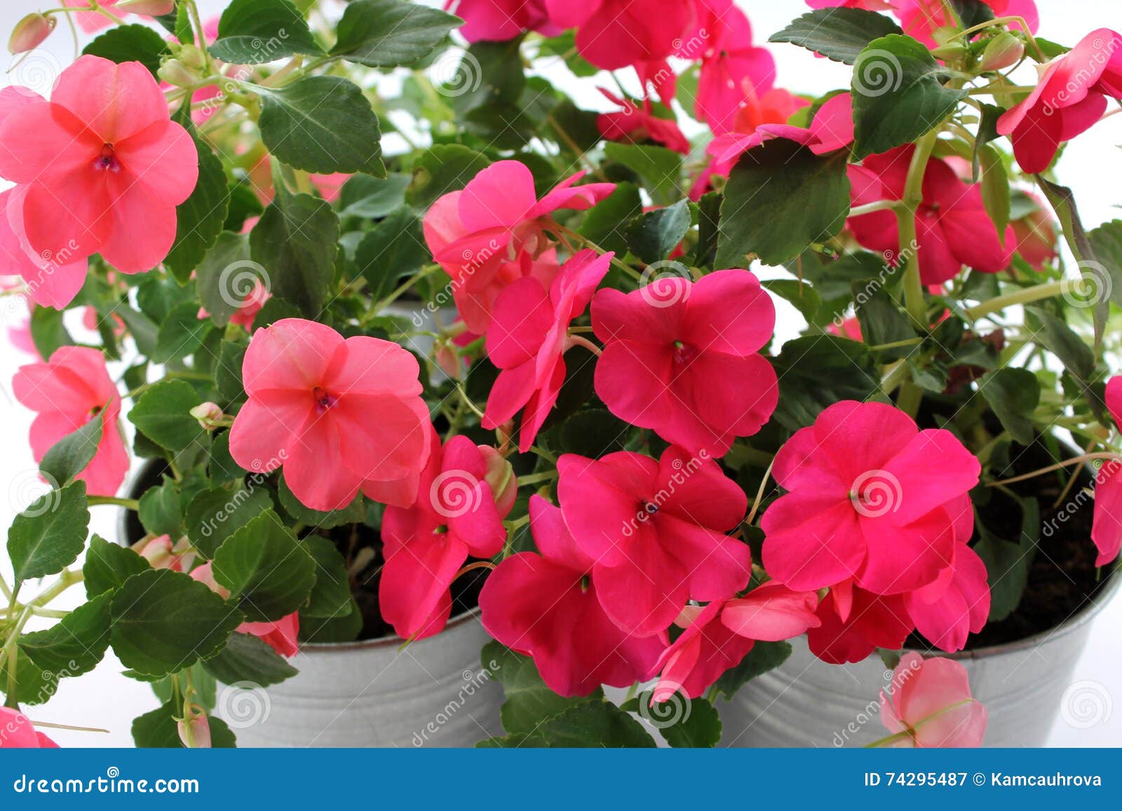 Impatiens balsamina flower stock image. Image of flowerpot - 74295487