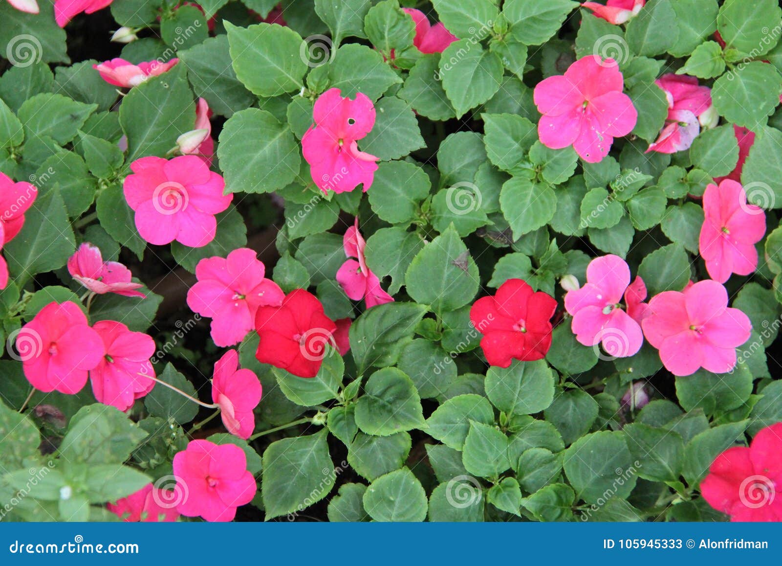 Impatiens Flores Vermelhas E Roxas De Balsamina Imagem de Stock - Imagem de  vermelho, roxo: 105945333