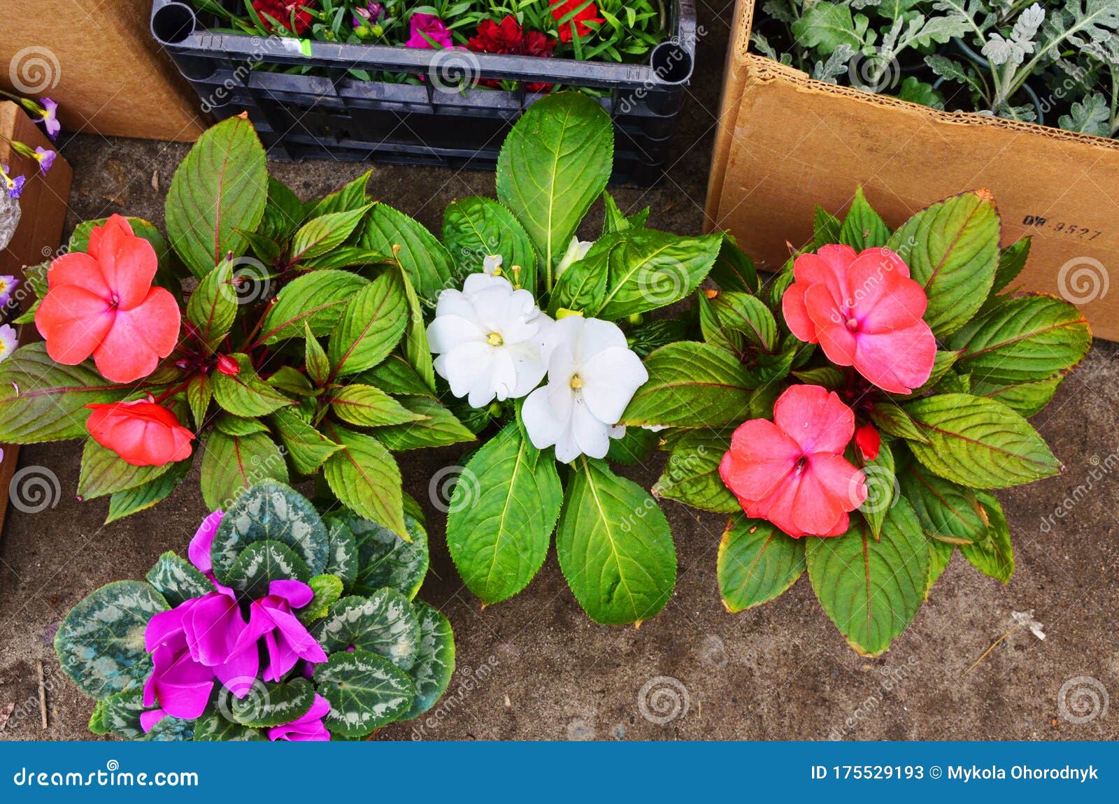 Impatiens Flowers On Flower Bed In The Garden Stock Image Image Of Park Closeup 175529193