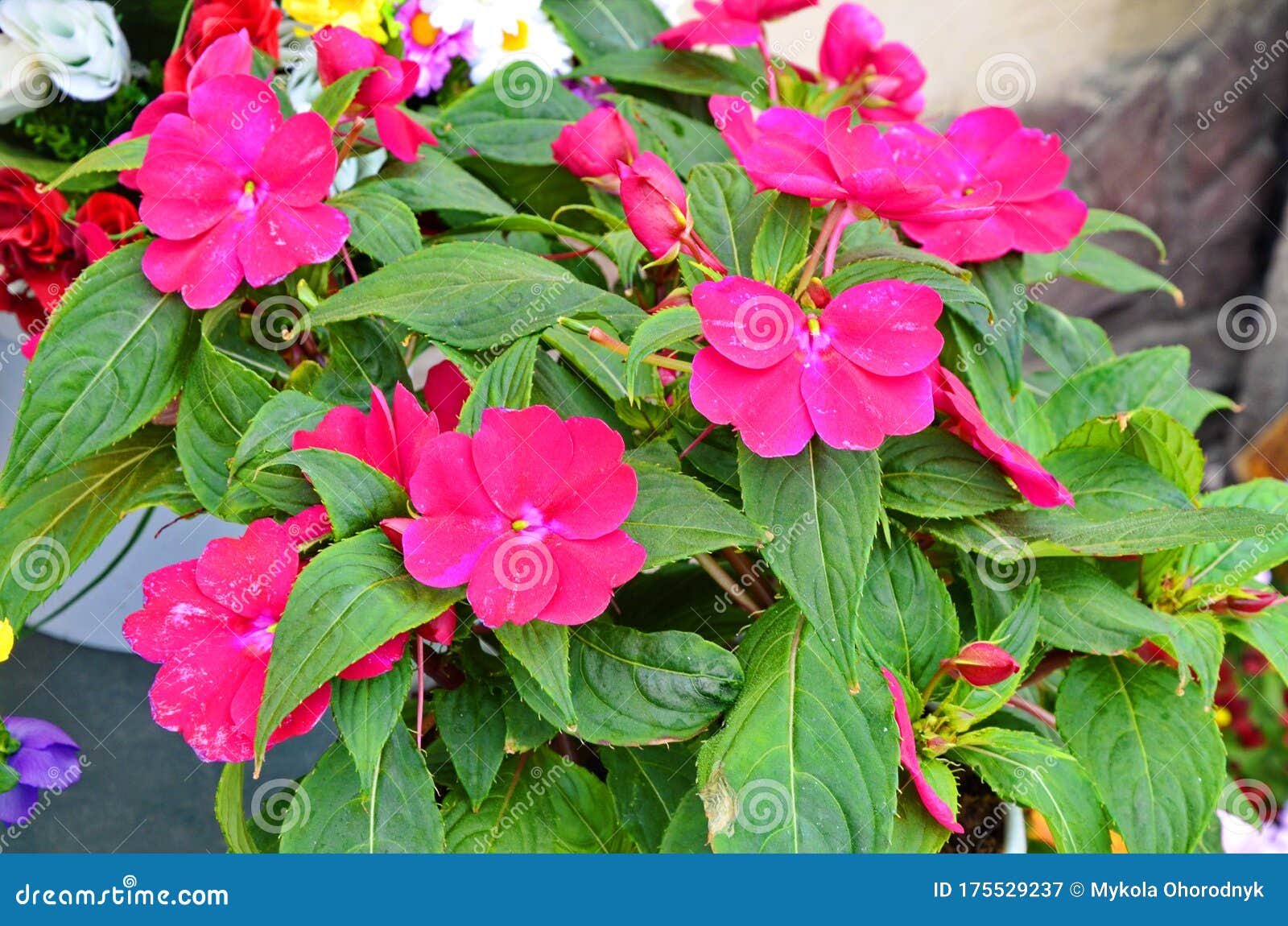 Impatiens Flowers On Flower Bed In The Garden Stock Image Image Of Environment Decorative 175529237