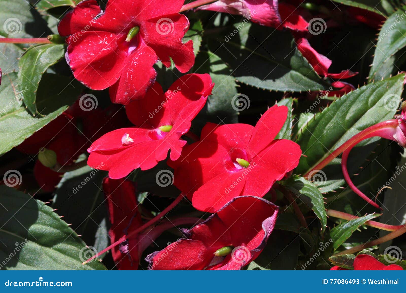 CULTIVANDO: SunPatiens e Impatiens 