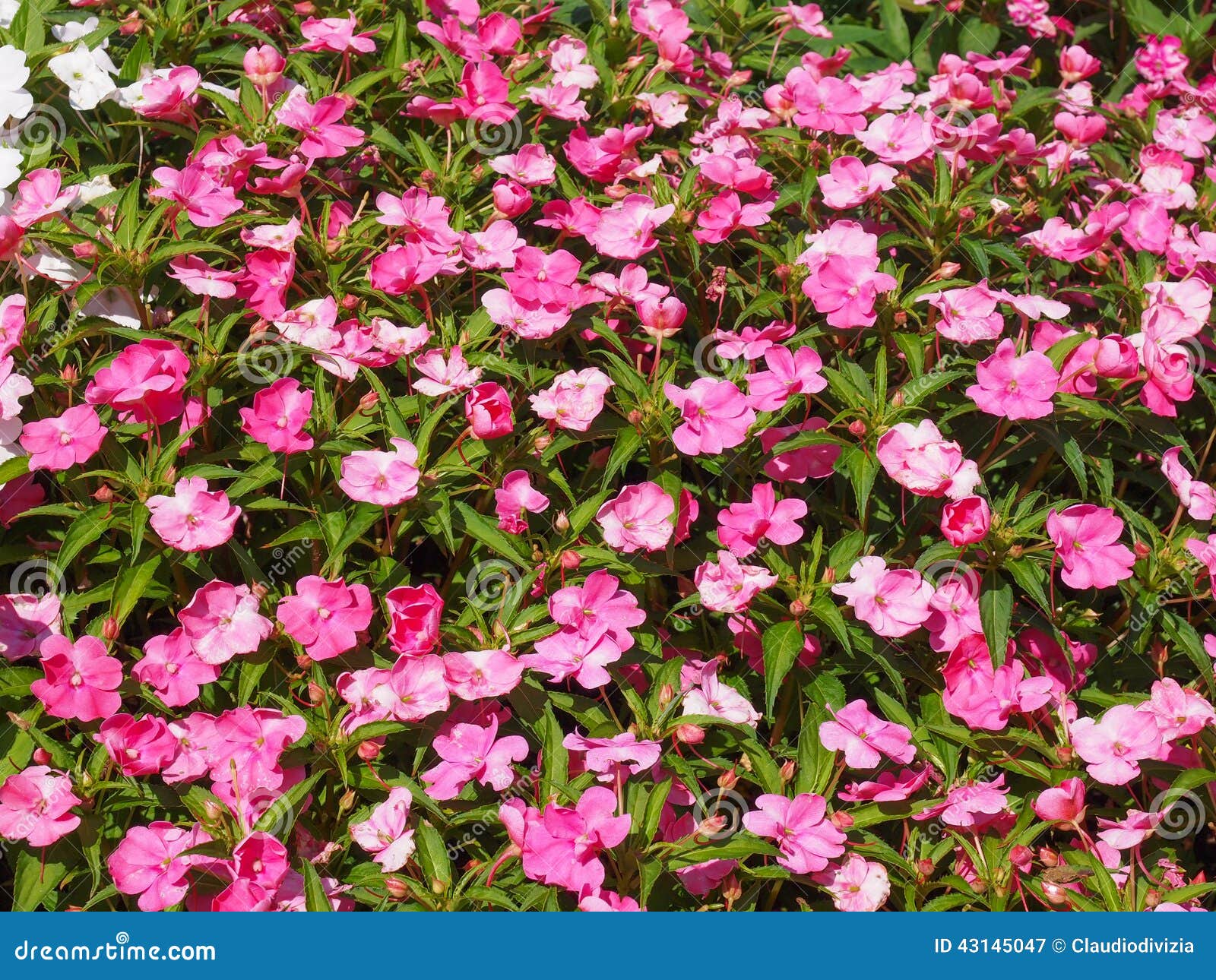 Impatiens New Guinea Flower Stock Image - Image of islands, purple: 43145047