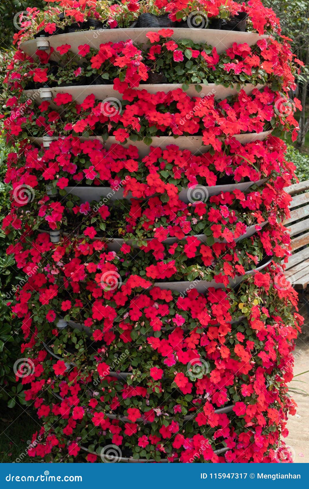 Impatiens Street Flower Bed Stock Image Image Of Grass Elliptical 115947317