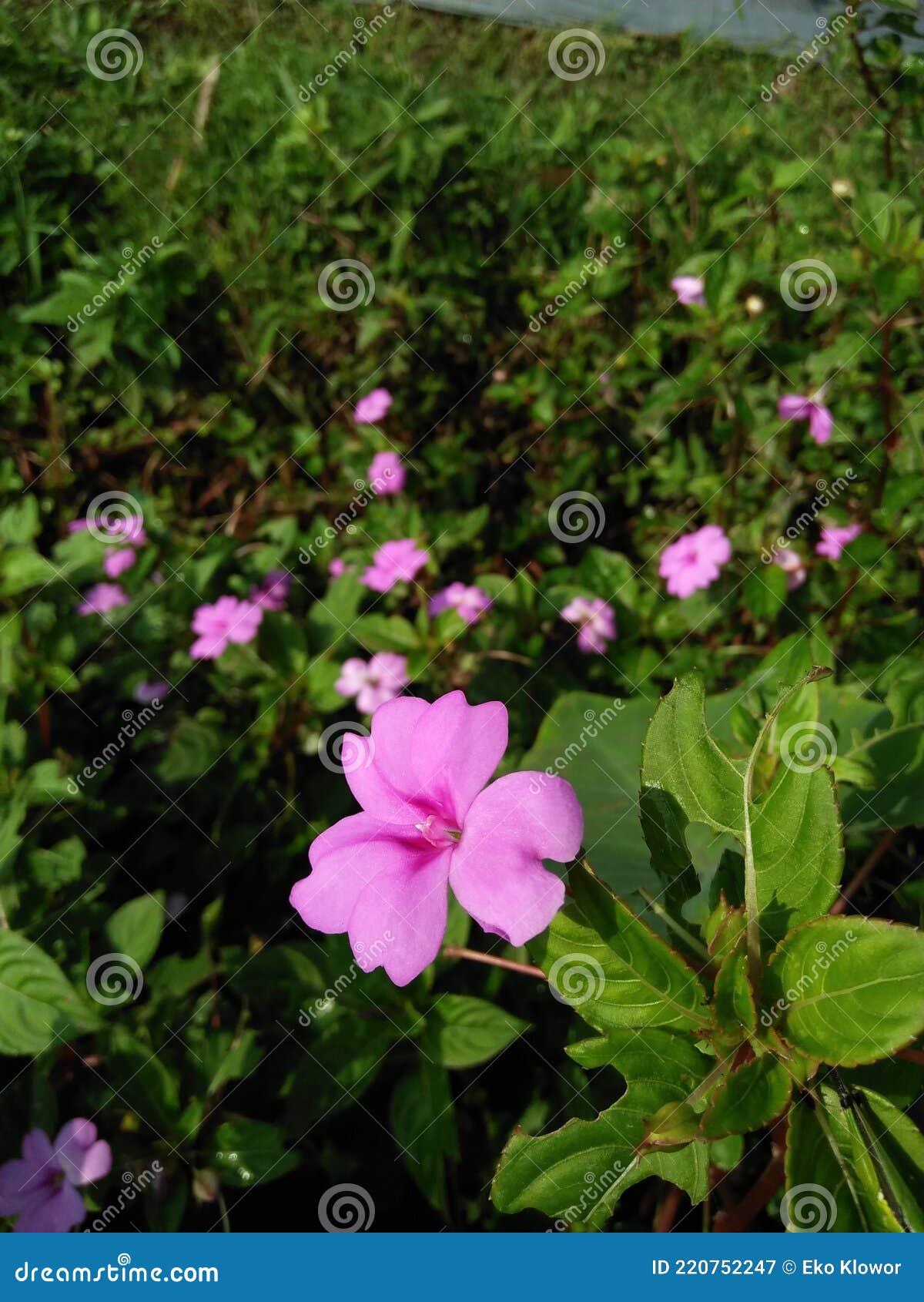 impatiens walleriana is a species of plant in the family balsaminaceae.  this species is also part of the order ericales