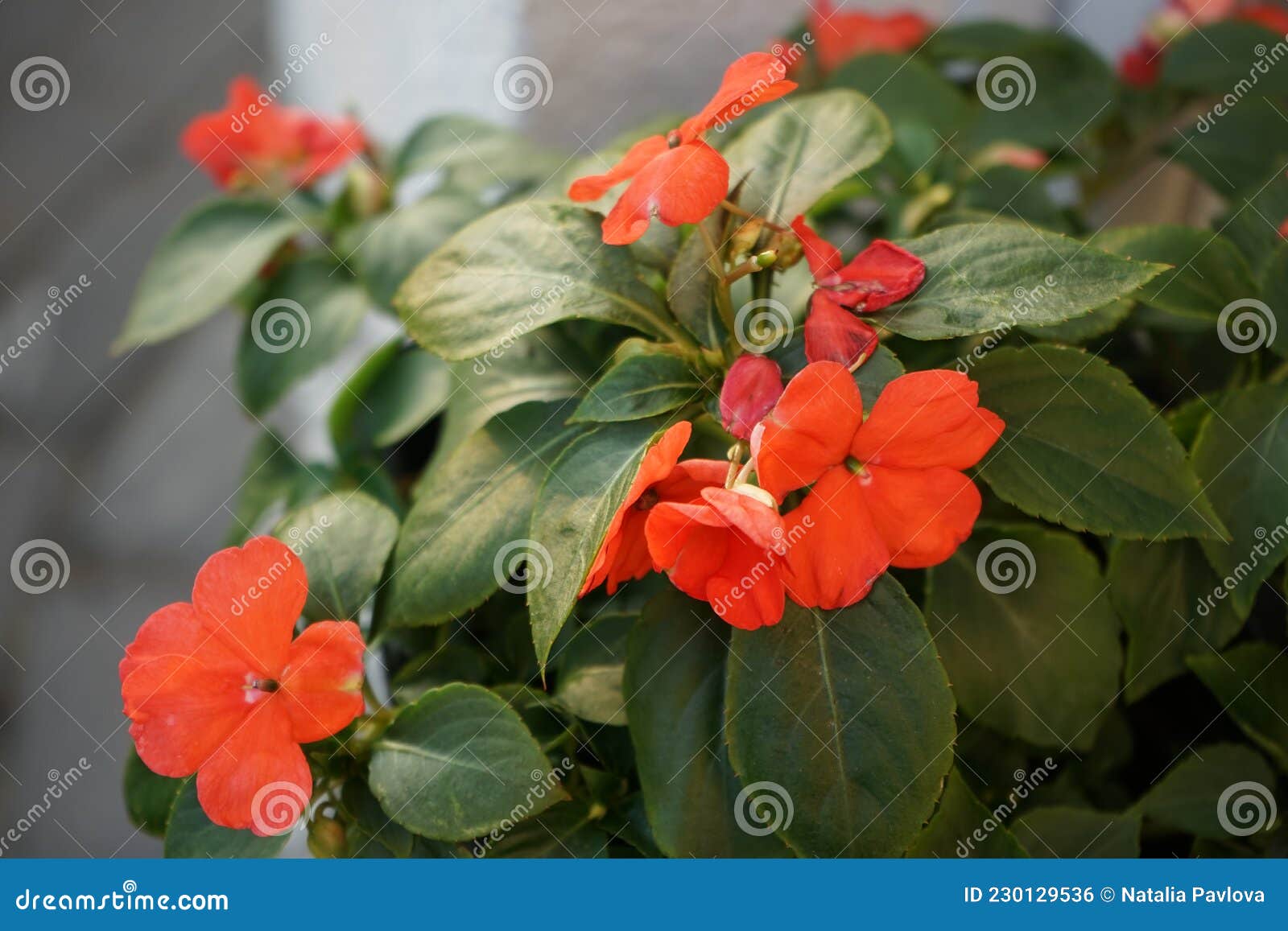 Impatiens Walleriana Syn. Impatiens Sultanii é Uma Espécie Do Gênero  Impatiens. Berlim Alemanha Foto de Stock - Imagem de plantas, floreado:  230129536