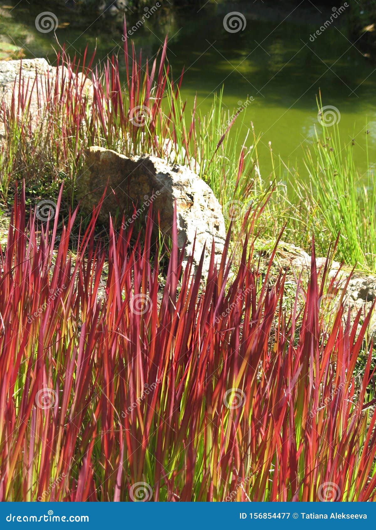 imperata cylindrica `red baron` on a sunny day. cogongrass or kunai grass.