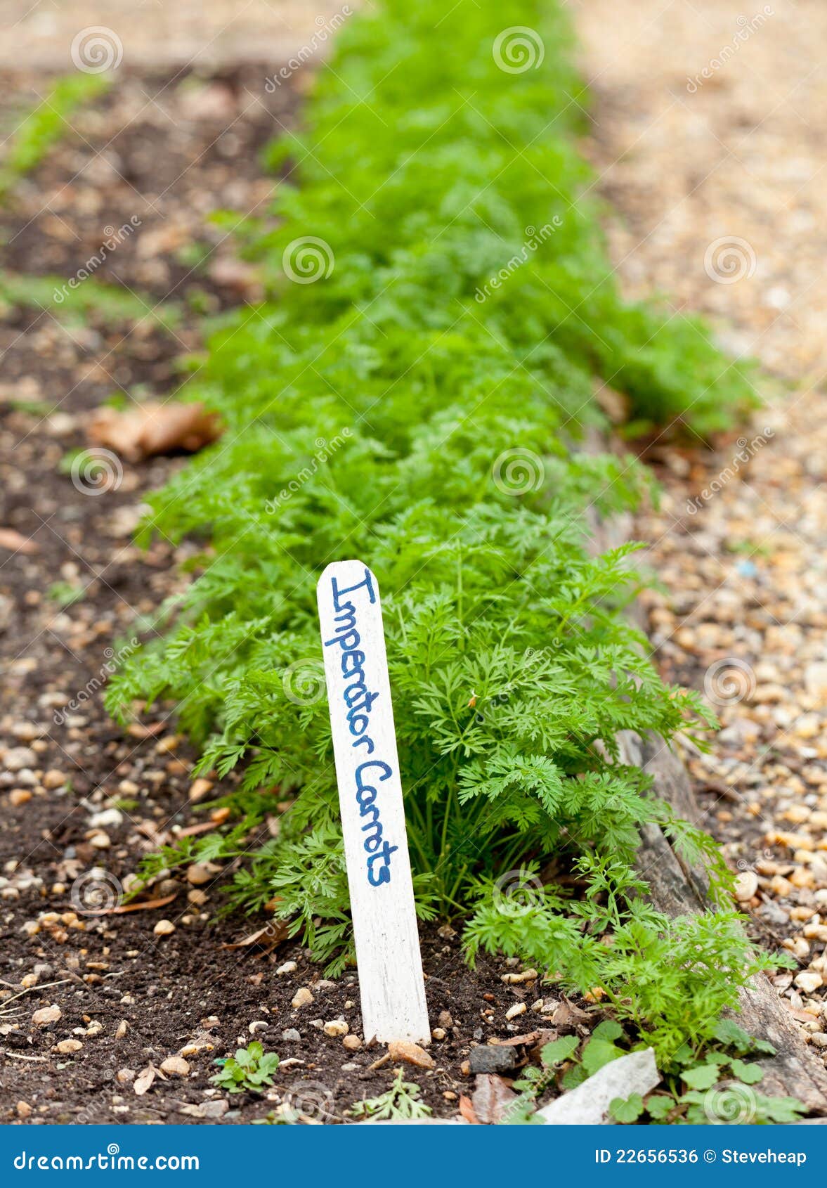 Imperator Carrots in Home Garden Stock Photo Image of carrots