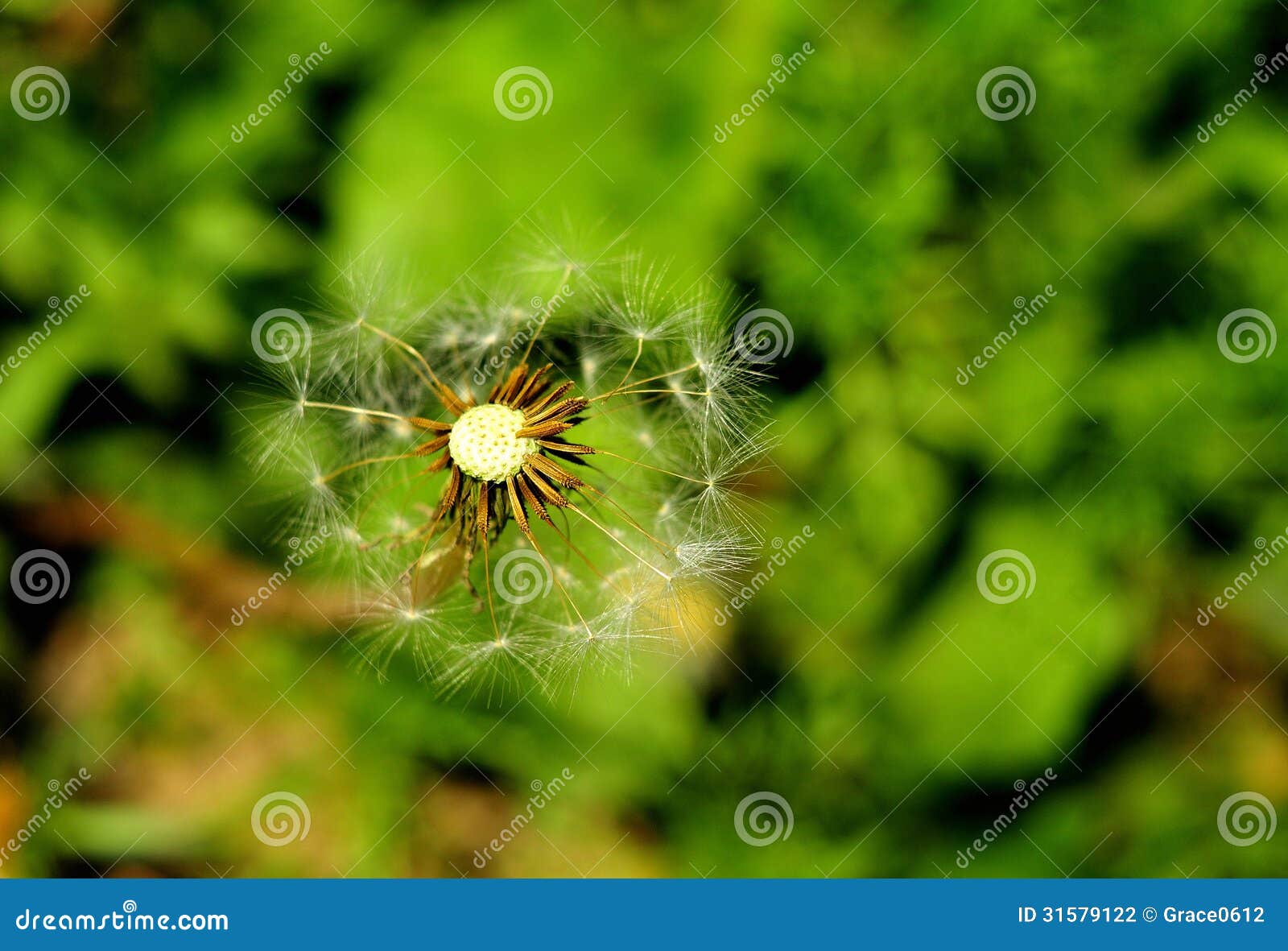 The imperfect of dandelion stock photo. Image of rural 31579122