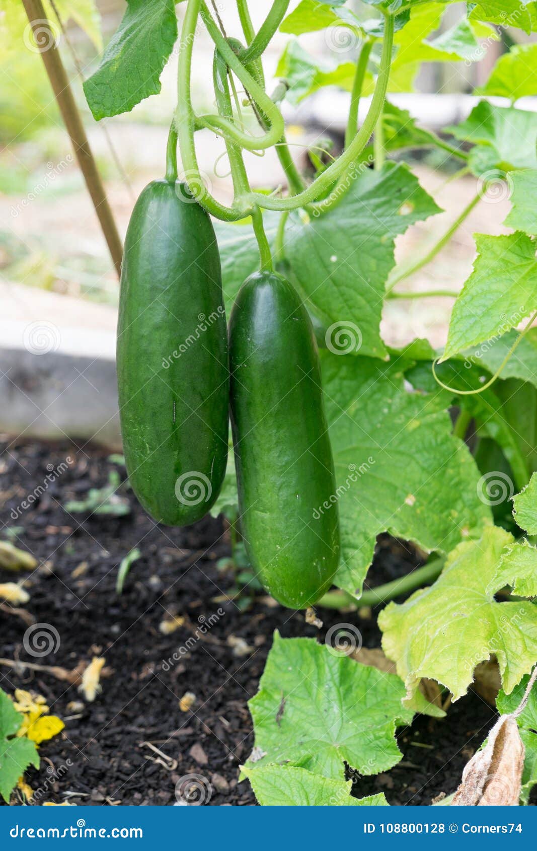 imperfect ripe green cucumbers growing in garden bed - cultivar