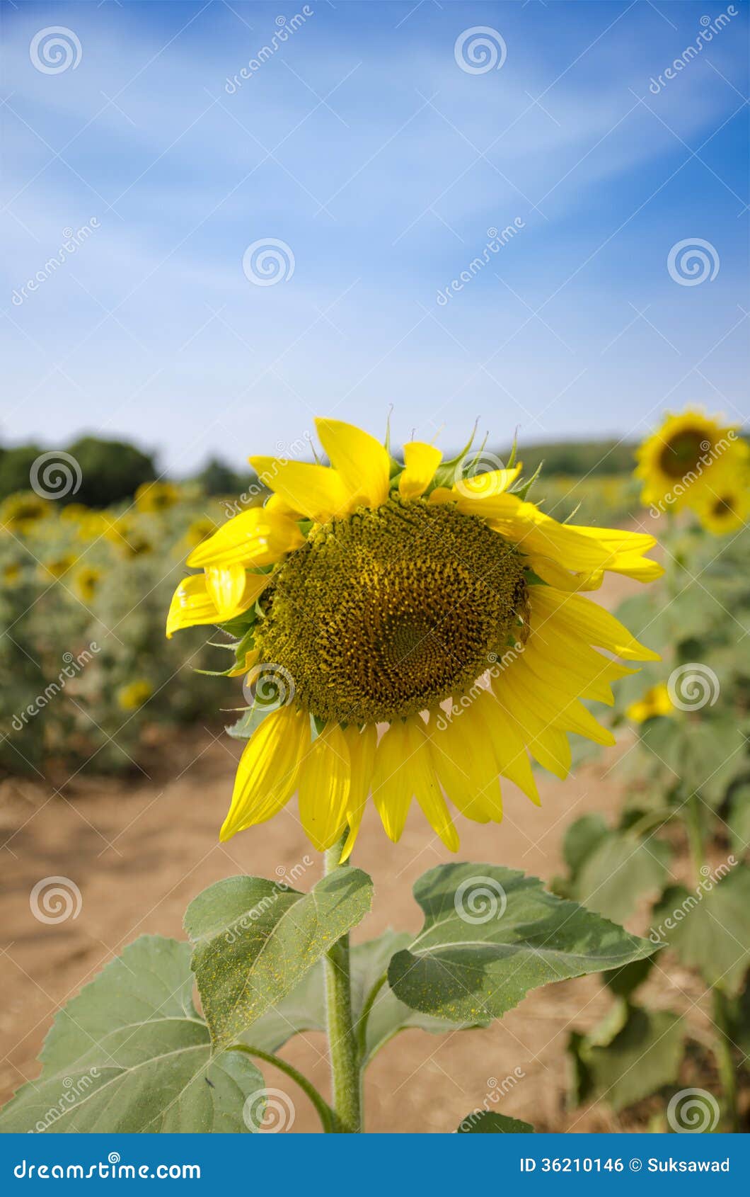 Imperfect Sunflower in the Garden Stock Photo Image of seed, food