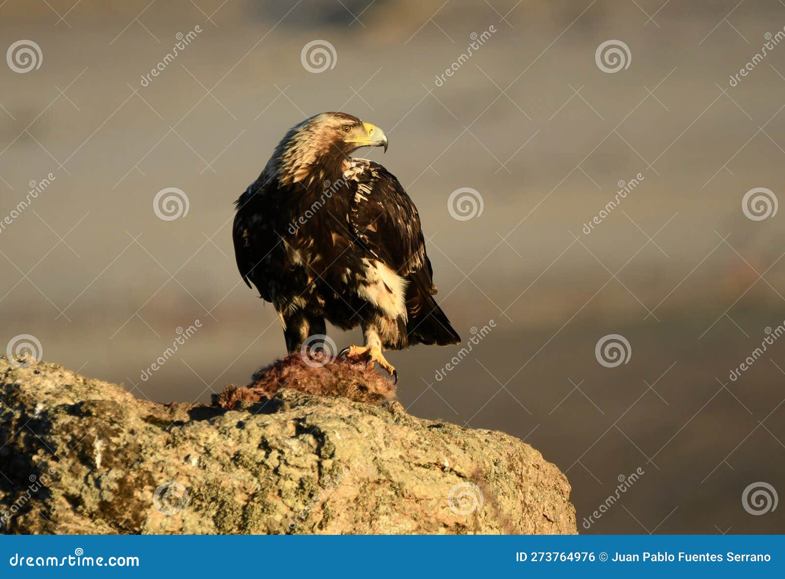 Eagle Feeds on the Prey on the Rock in the Mountain Stock Photo Biology Diagrams