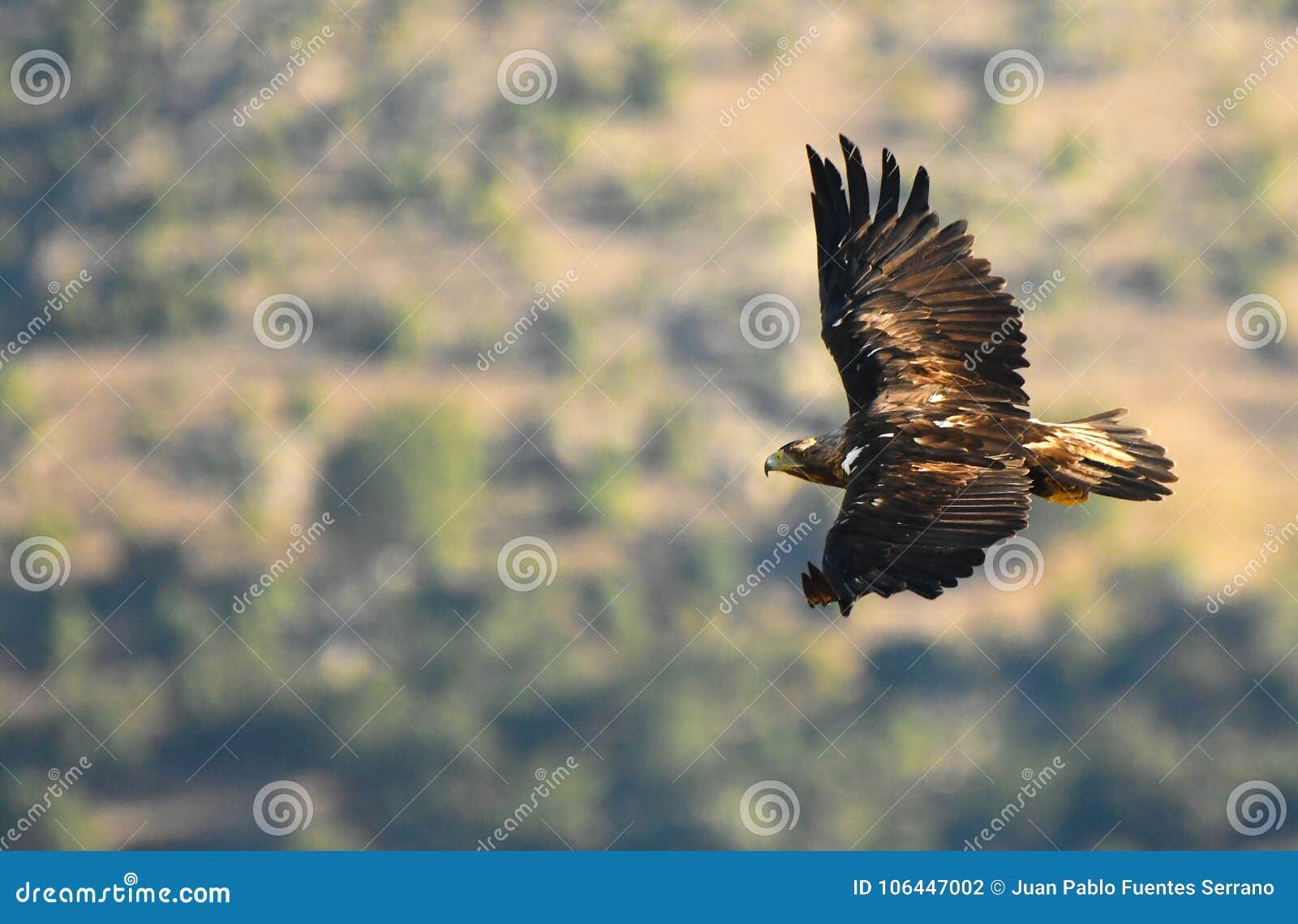imperial eagle over flies its territory