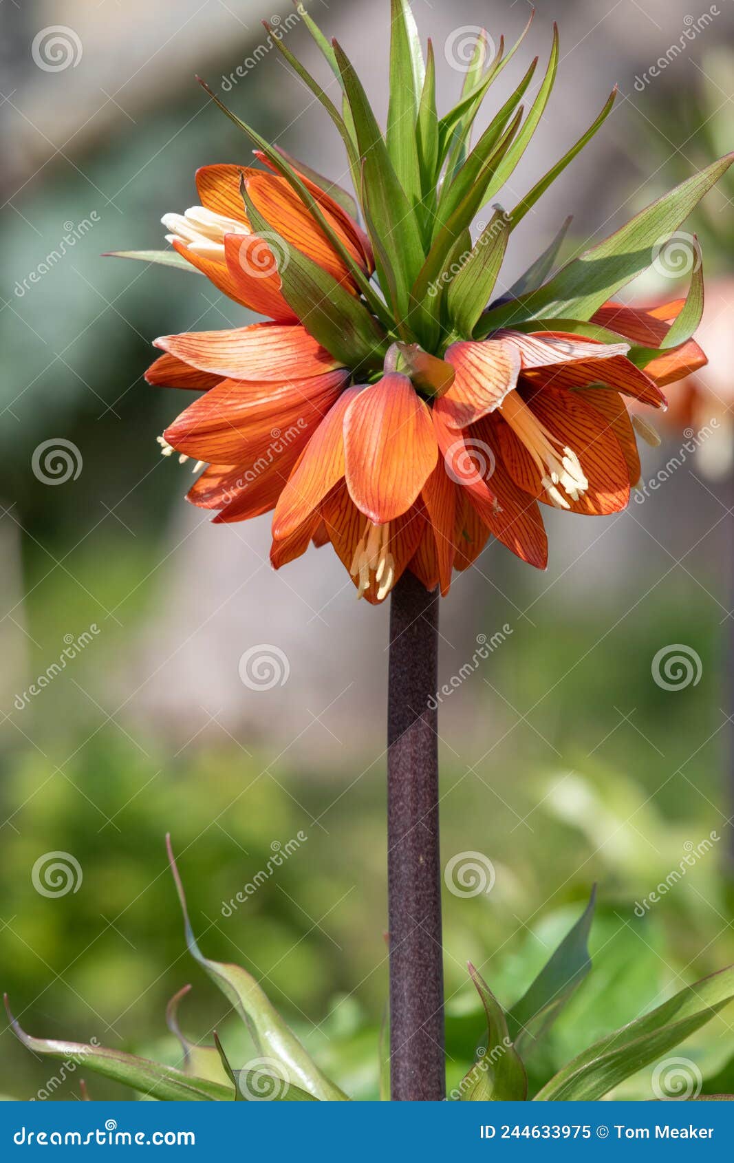 Imperial Fritillary Fritillaria Imperialis Flowers Stock Image Image