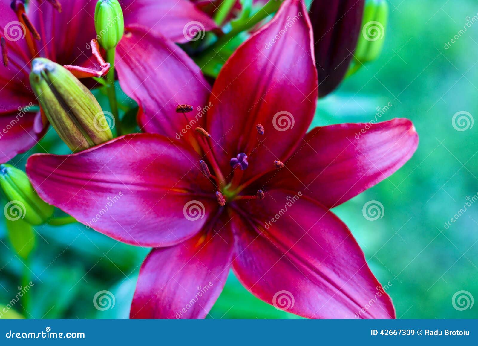 Imperial Lily (Lilium Bulbiferum) Stock Image Image of imperial