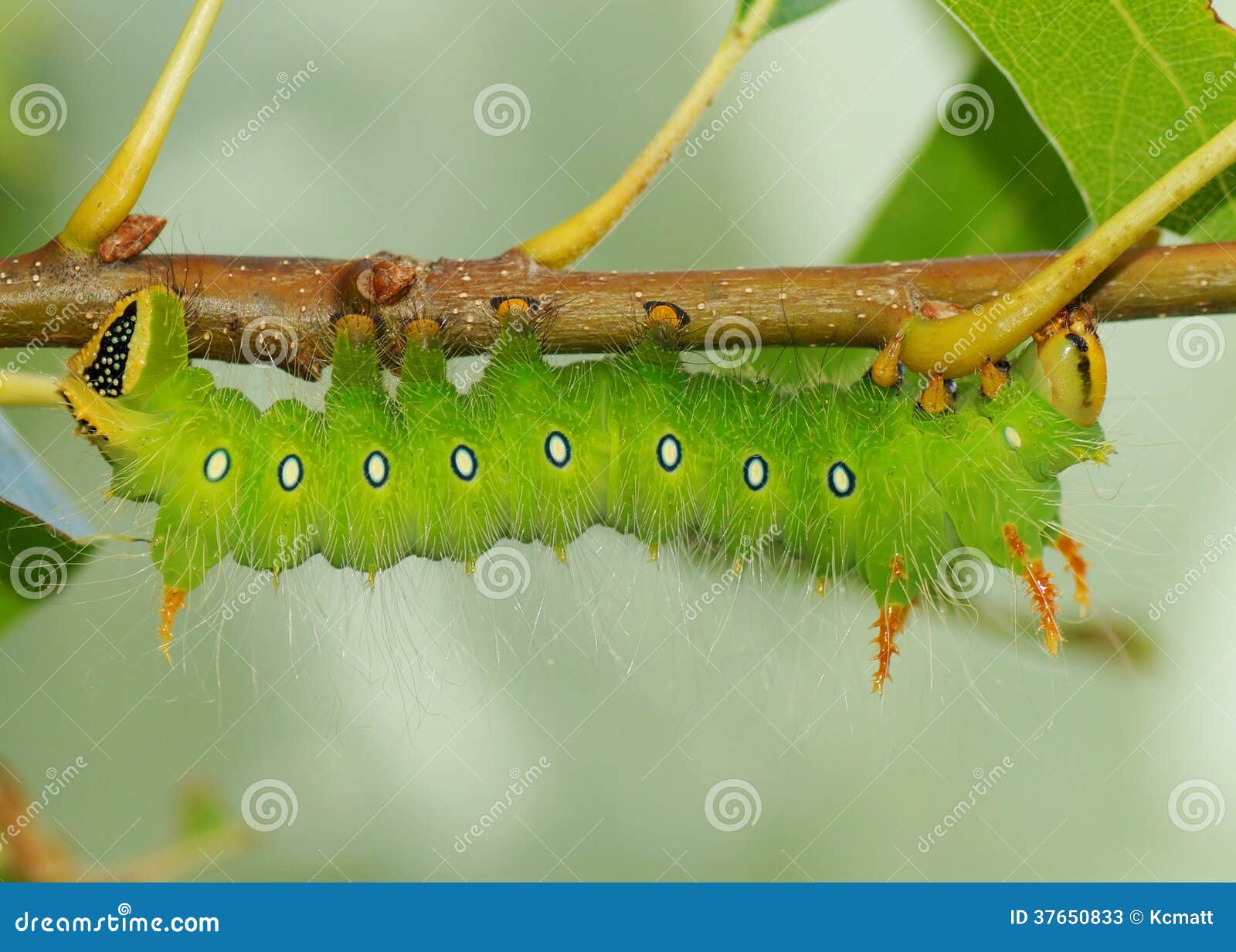 Imperial Moth Caterpillar