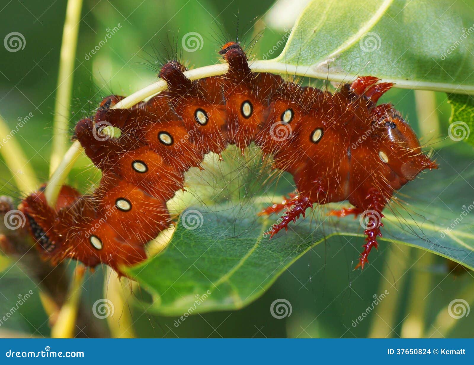 Imperial Moth Caterpillar Orange Cinnamon Phase Stock Photo Image Of Hairy Cinnamon