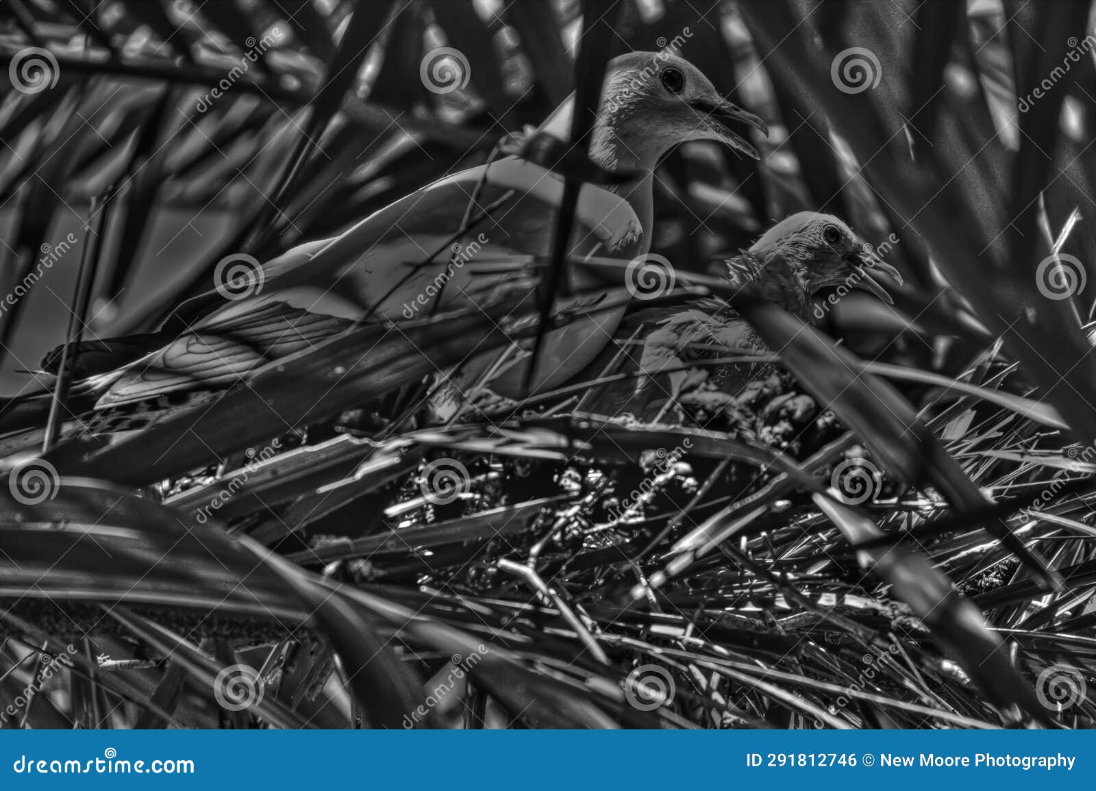 imperial pigeon with newborn baby pigeon in nest