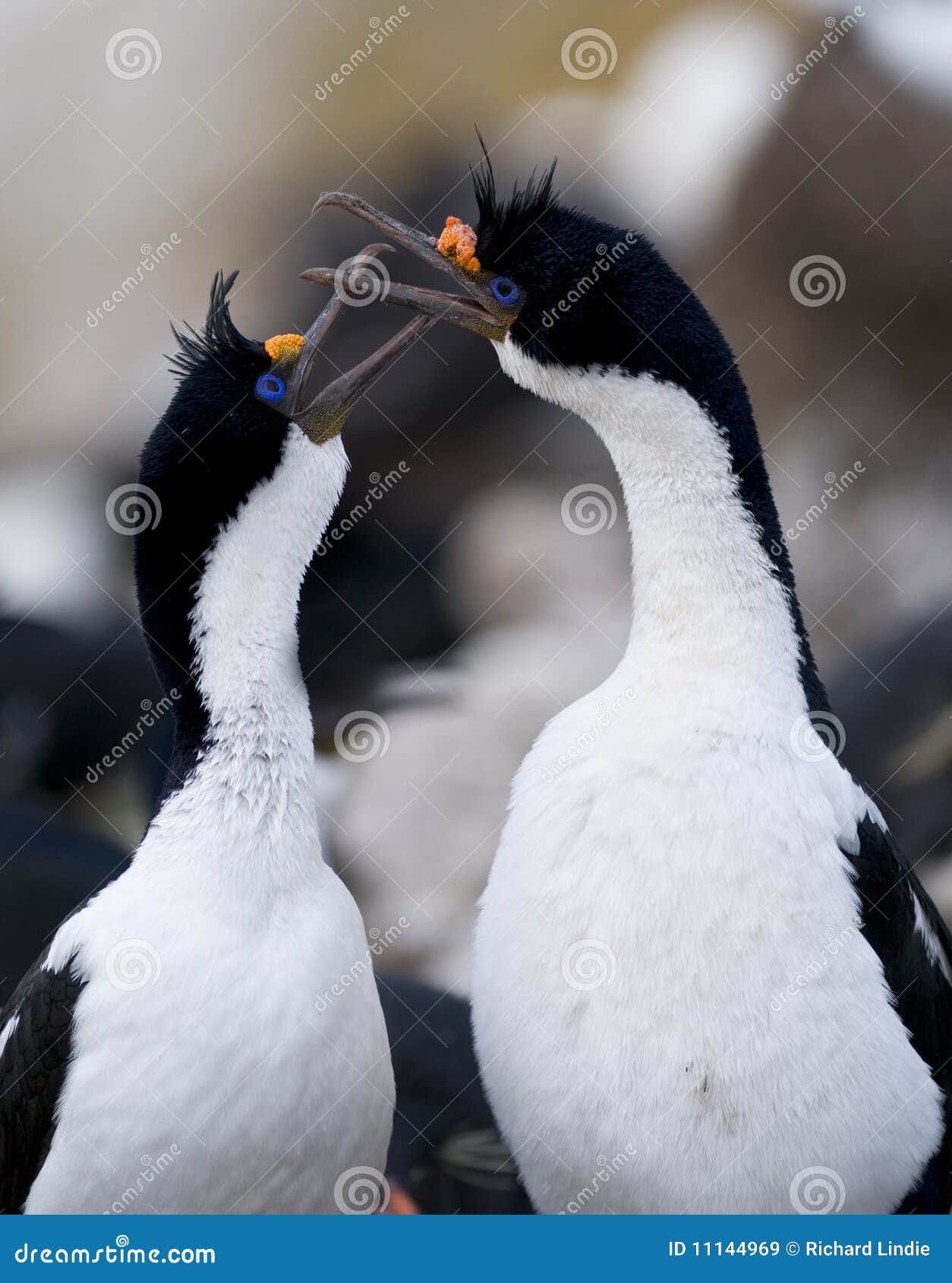Imperial Shags (Cormorants) Stock Image Image of partners, animals