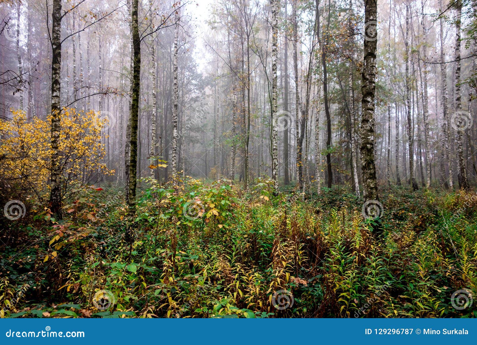 impermeable birch forest with a lot of plants and fog