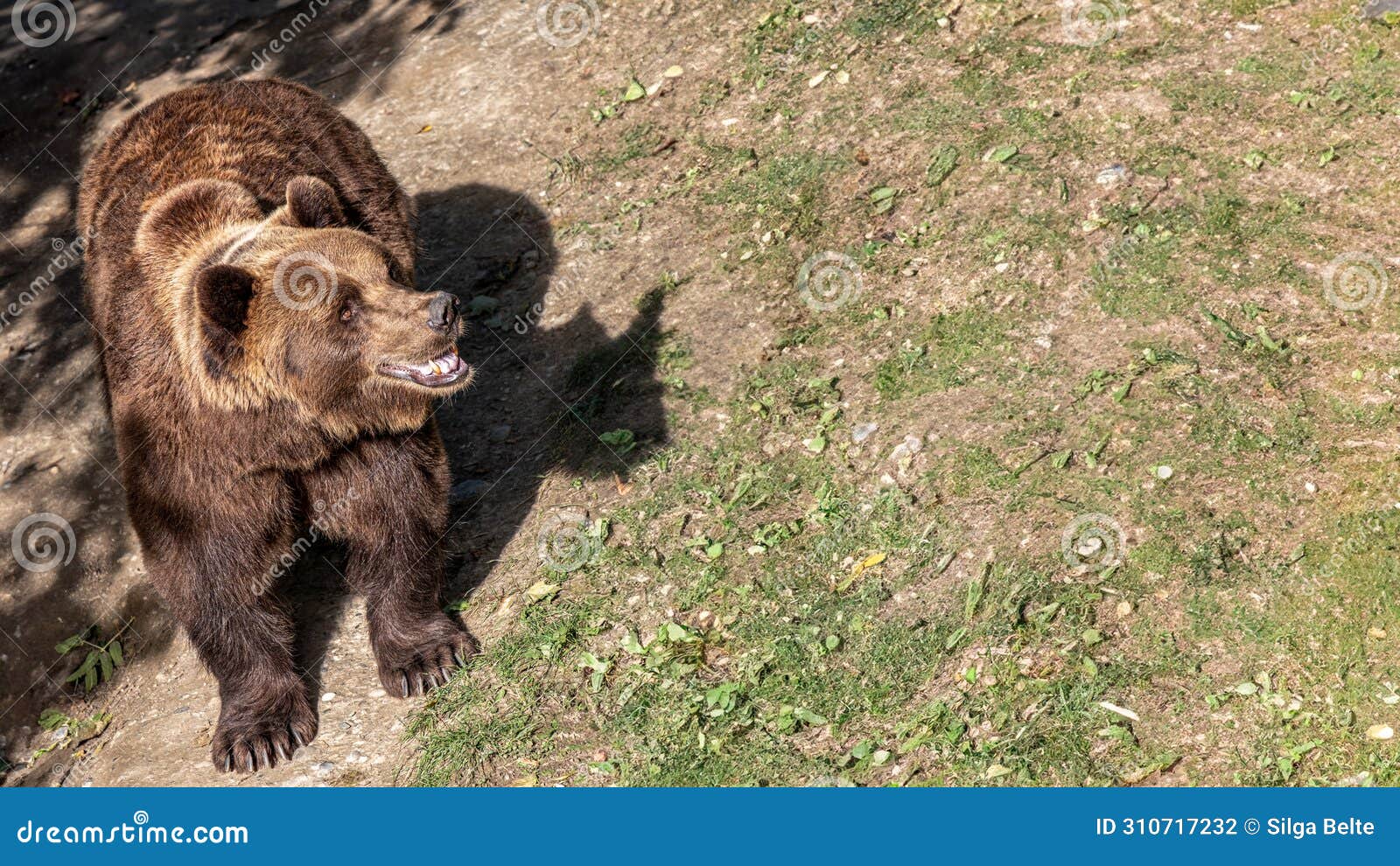 an imposing brown bear, baring its teeth in a naturalistic setting, or smiling in happiness, provides an intimate look