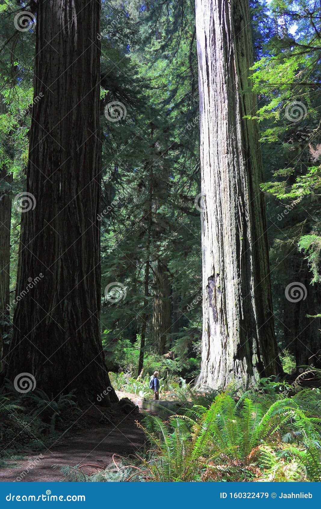 giant coast redwoods at big tree wayside, prairie creek state park, redwoods national park, unesco site, northern california, usa