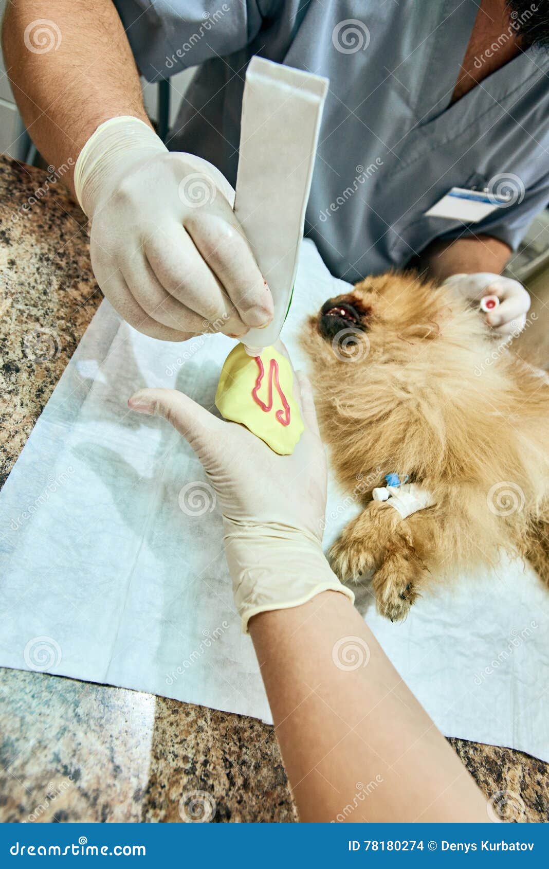 Impression of the Teeth To the Dog Stock Photo Image of health