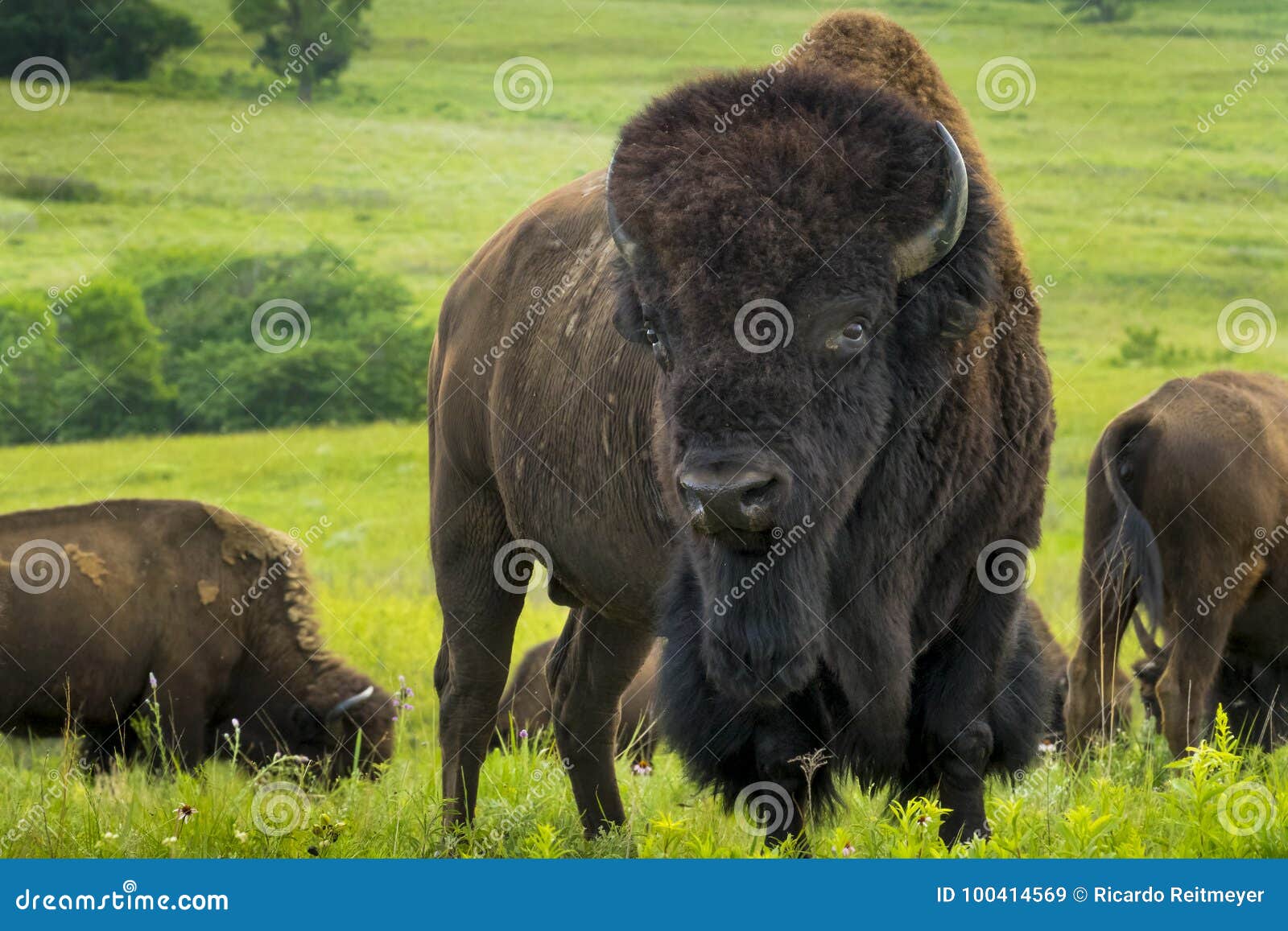 impressive american bison portrait on the kansas plains