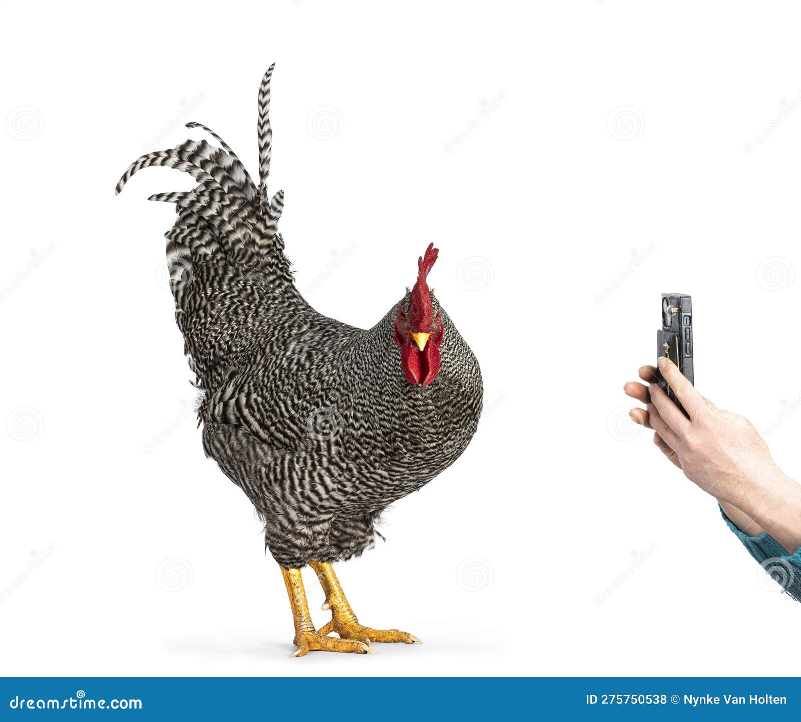 amrock rooster on white background