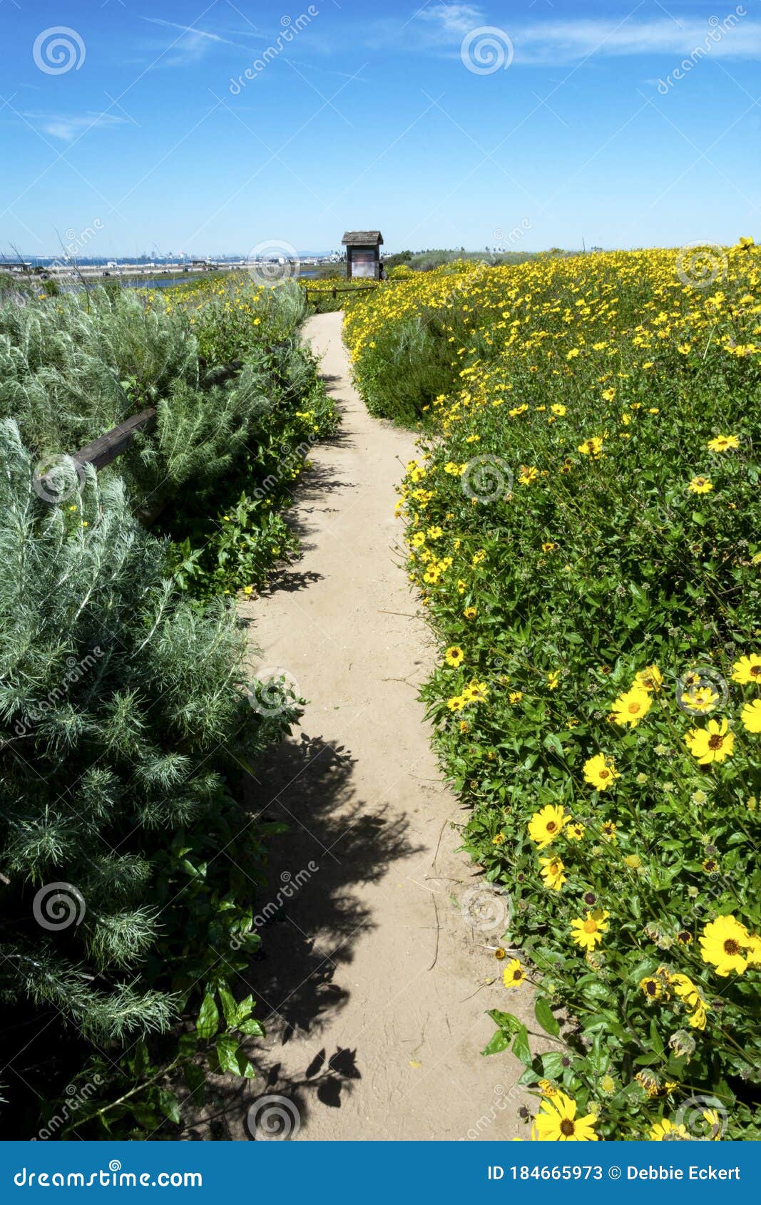 california brittlebush flowers bloom in spring at the bolsa chica wetlands
