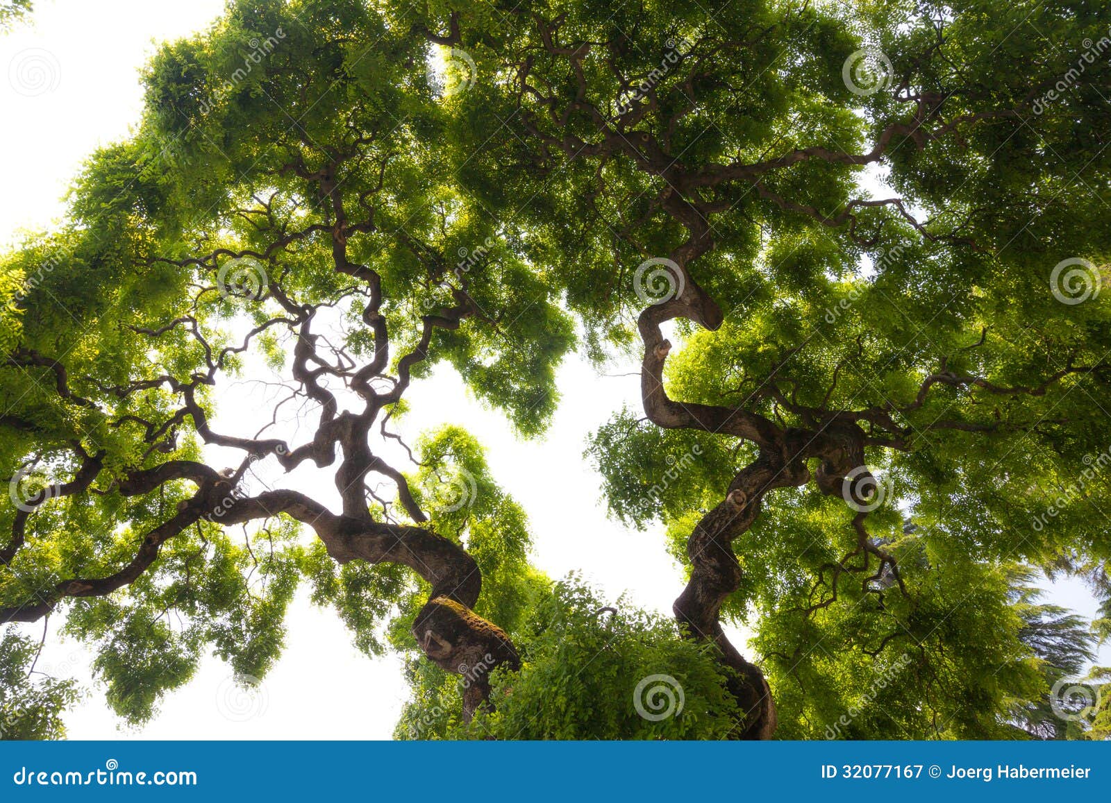 impressive, green crown of tall, large elm tree with gnarled, twisted branches